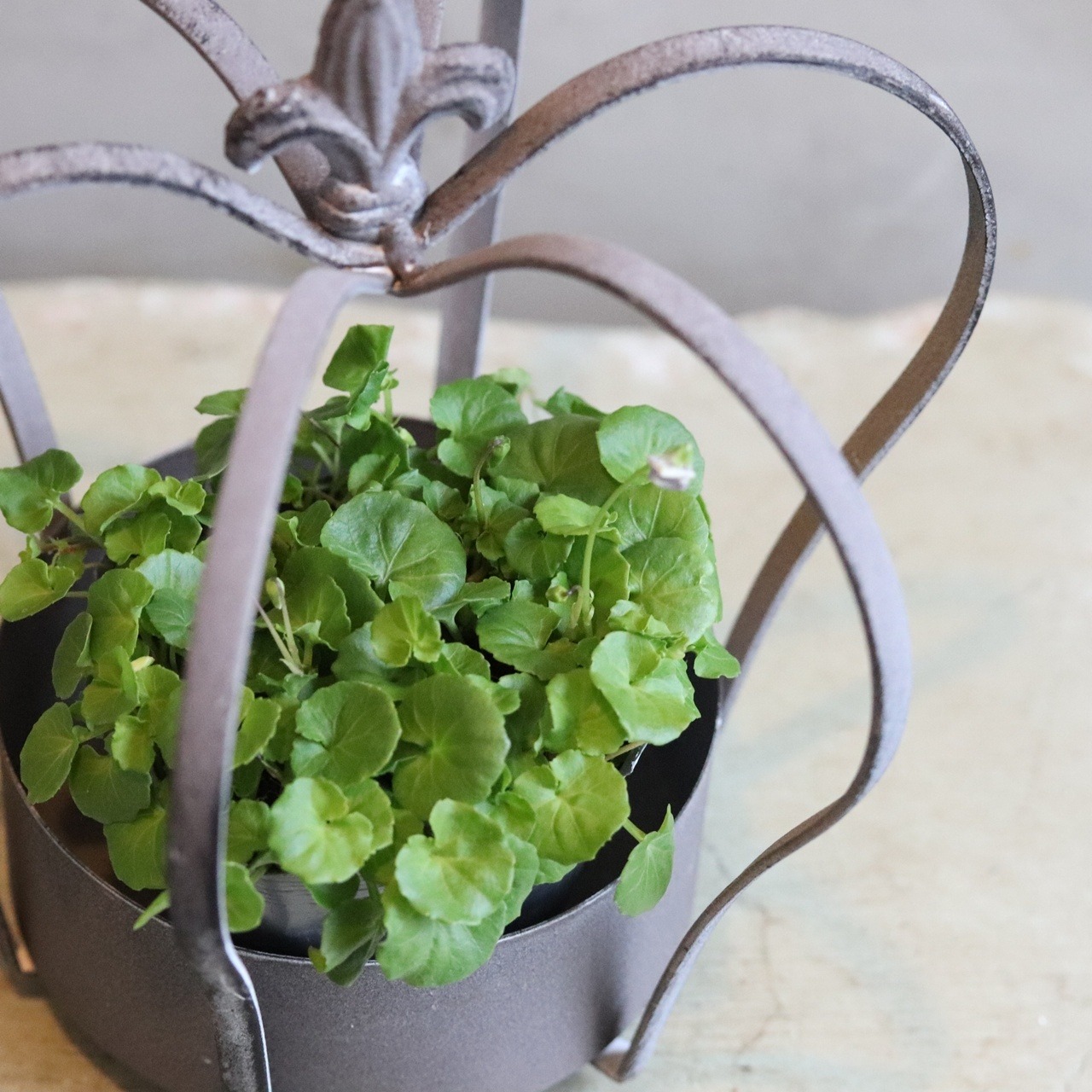 ブリキ植木鉢 　アレンジポット　クラウン　シャビーシック　オシャレ　7249