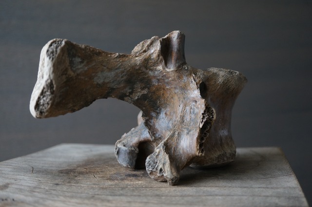 黒龍江省産古代大型哺乳類脊椎骨  Vertebra 2394