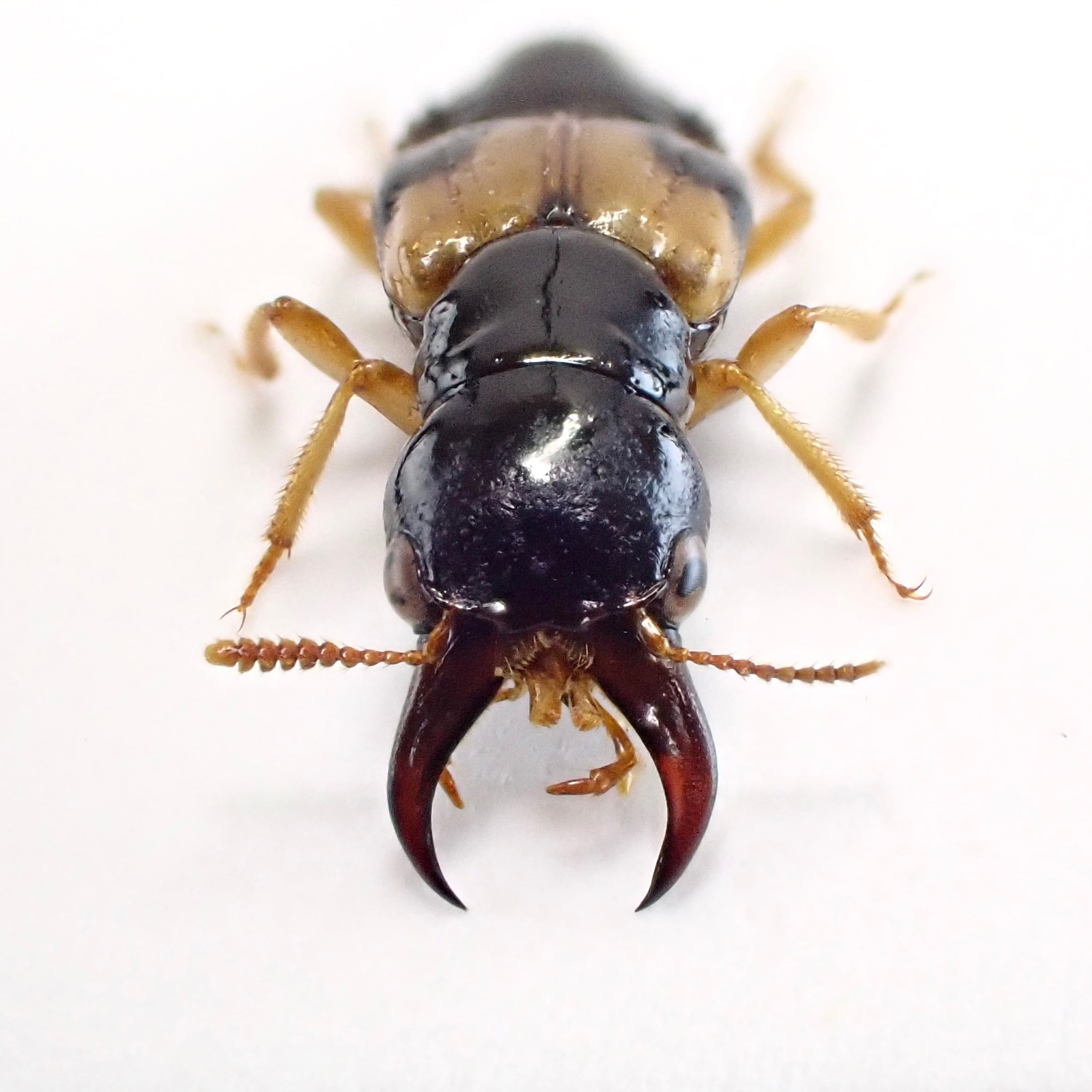 ロシア産 Oxyporus maxillosus 1ex 10mm XL | 昆虫標本 Diggers & Rollers