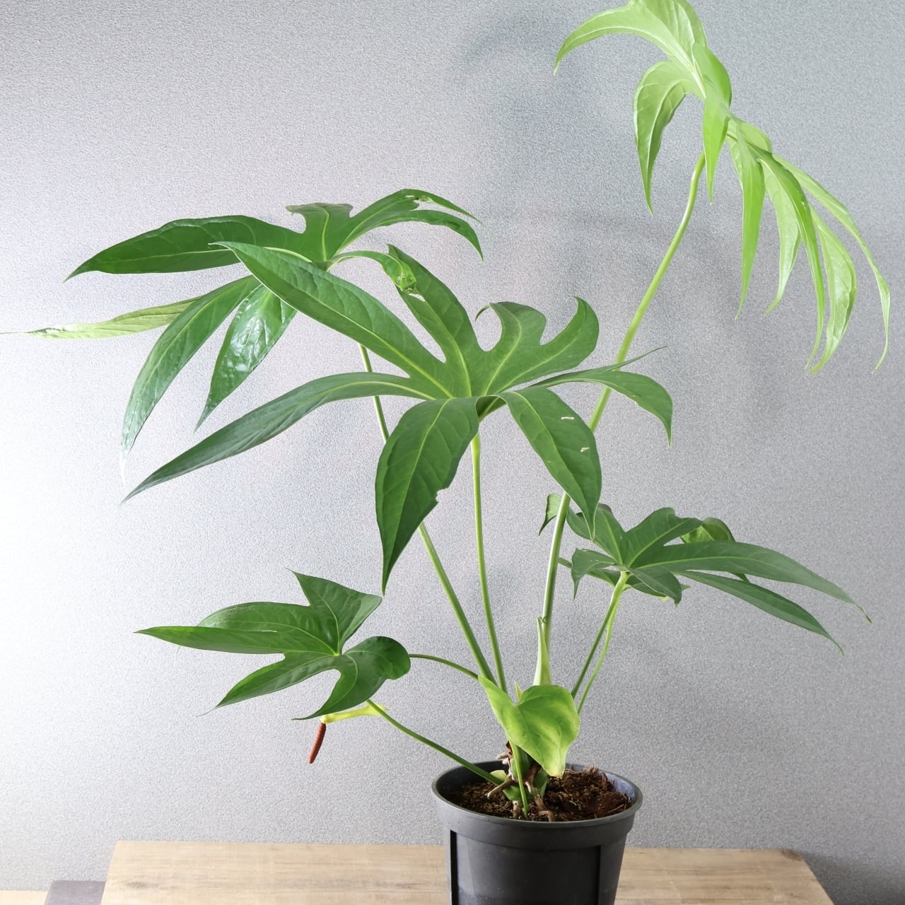 な*す様 在庫1株のみ【超希少】アンスリウム・ペダトラディアツム☆# な*す様 在庫1株のみ【超希少】アンスリウム・ペダトラディア