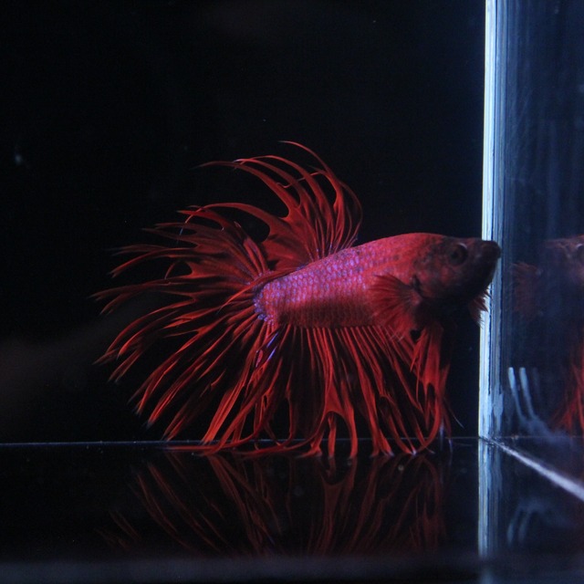 ベタ アクアアマチュアショップaquafarm