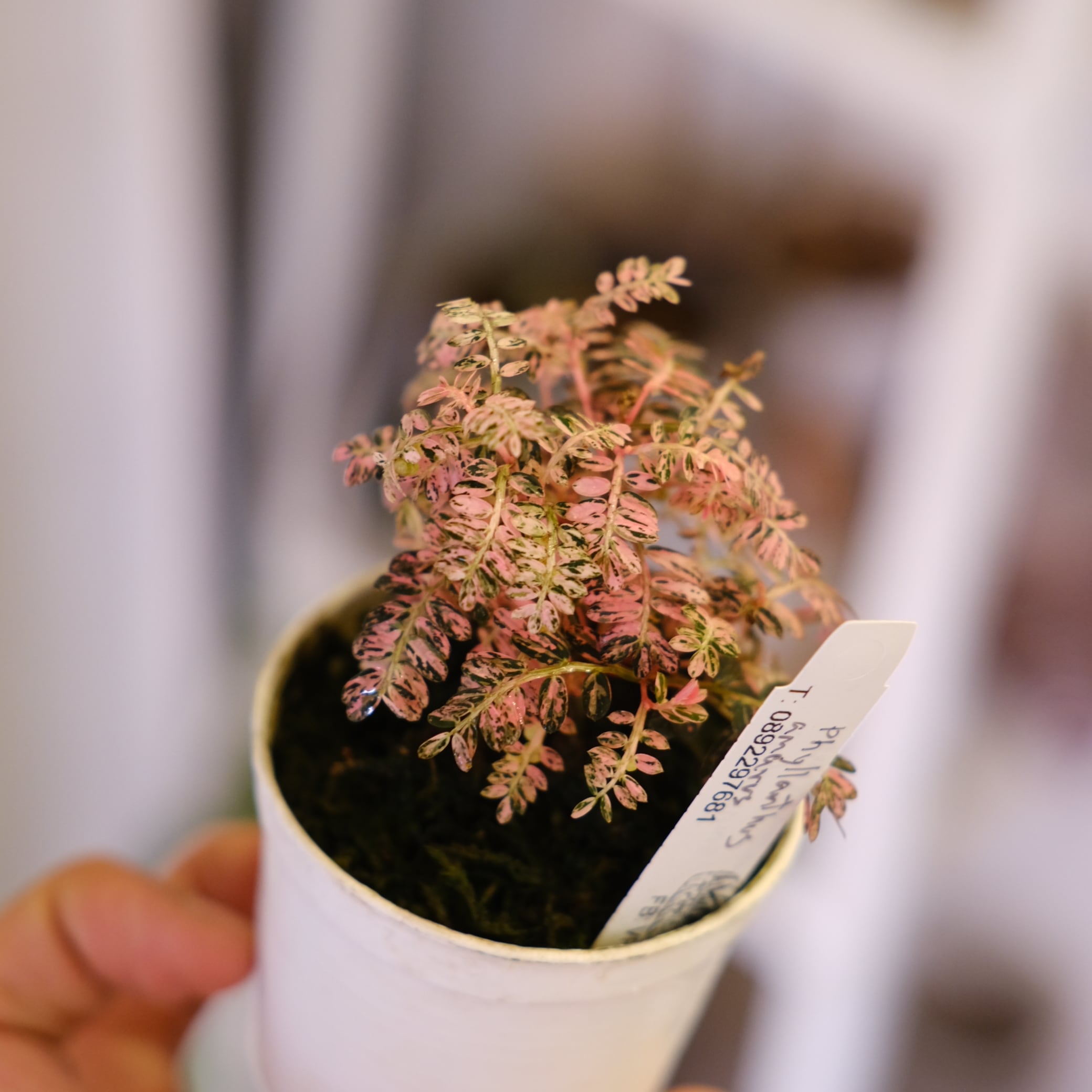 Phyllanthus urinaria 'Pink Variegated'│フィランサス・ウリナリア