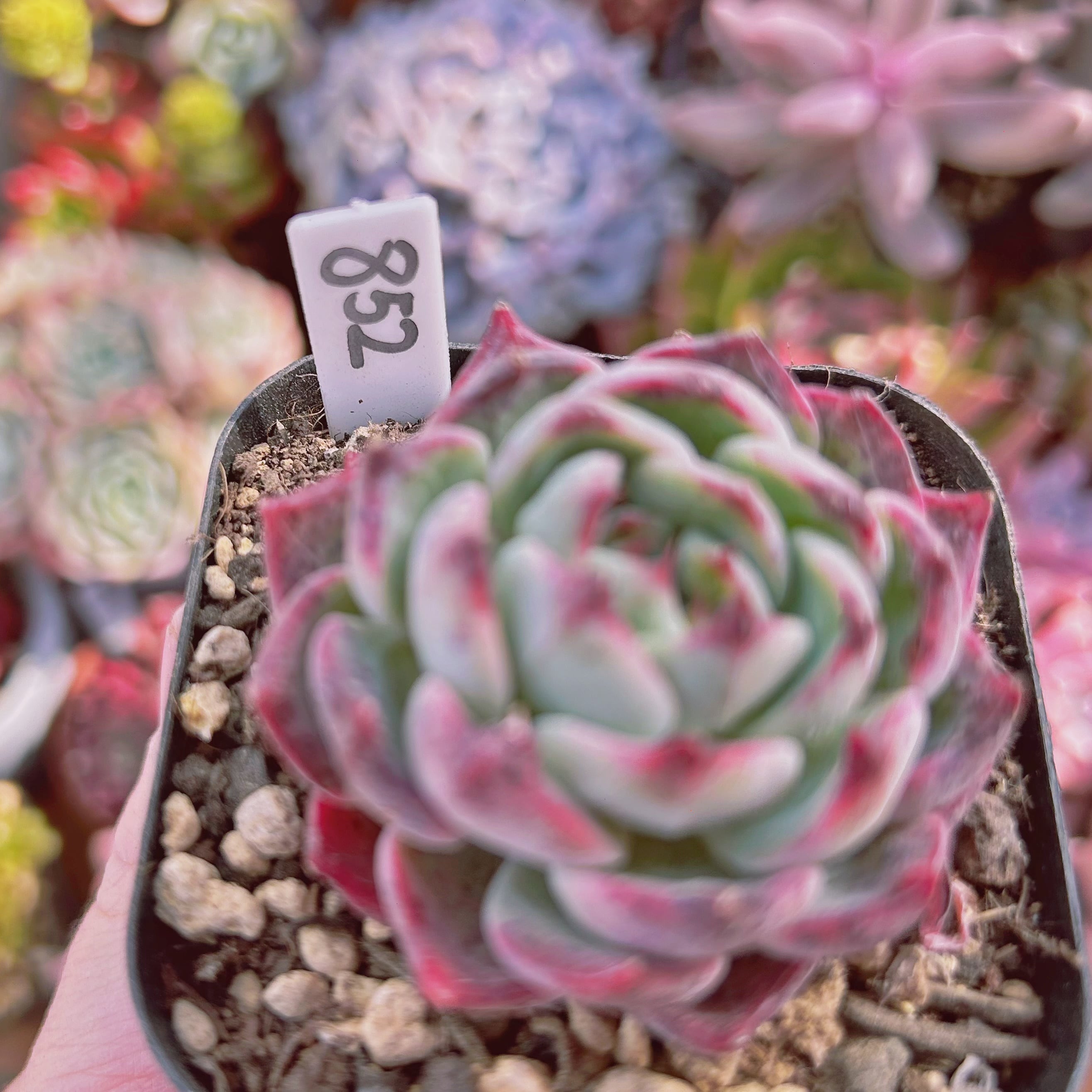 852現物 多肉植物 クランベリー | るる農園~多肉植物専門