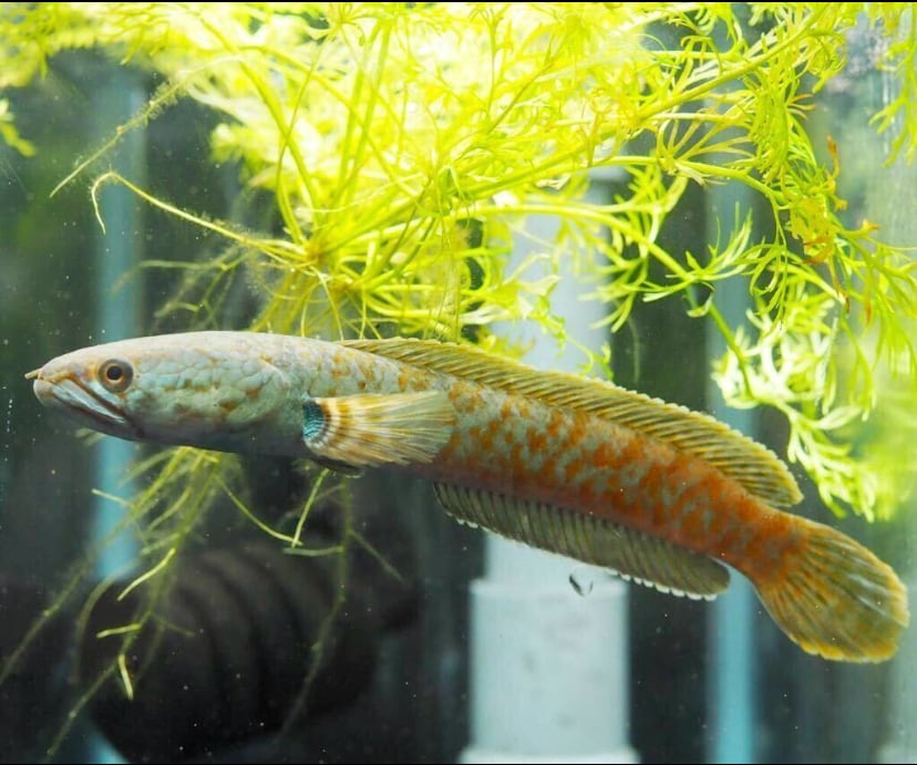 WILD　チャンナ　コッキネア13cm± ◇激レア◇WILD チャンナコッキネア（channa coccinea) 1匹 | アクア