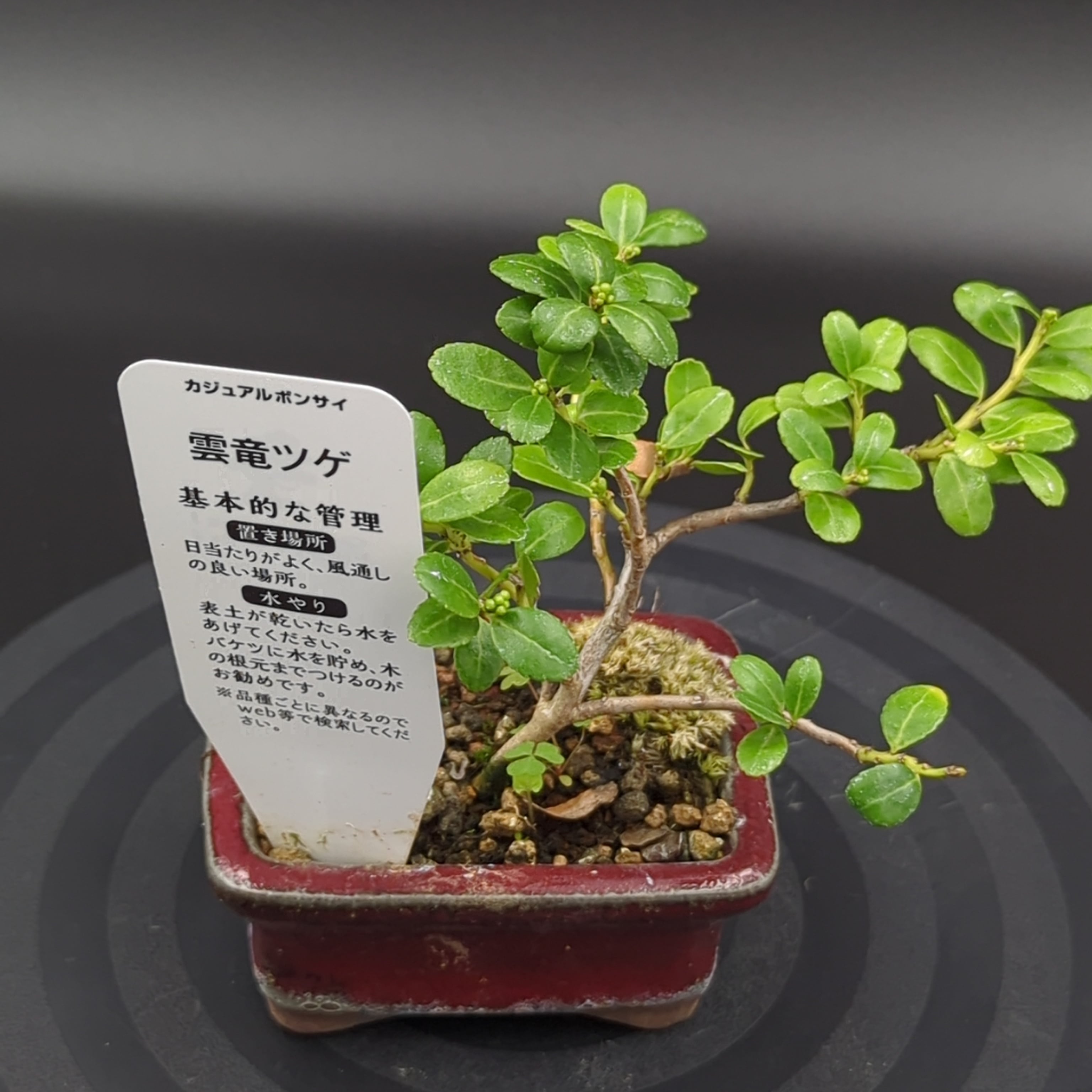 ミニ盆栽鉢　龍　未使用　共箱　箱書有　　共布有　高さ約５CM ミニ盆栽鉢 龍 未使用 共箱 箱書有 共布有 高さ約