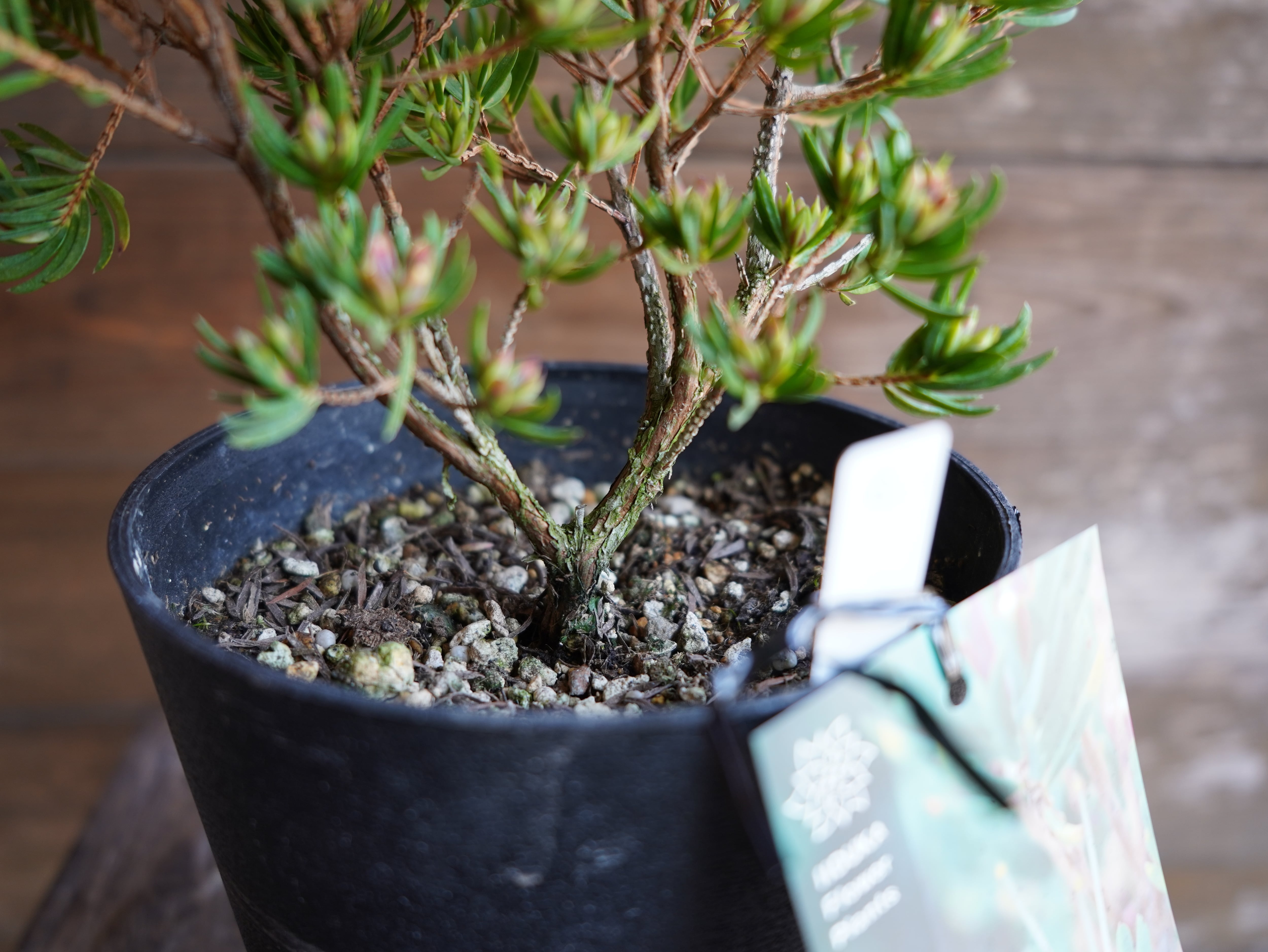 【現物】ダーウィニア ”プロセラ” C