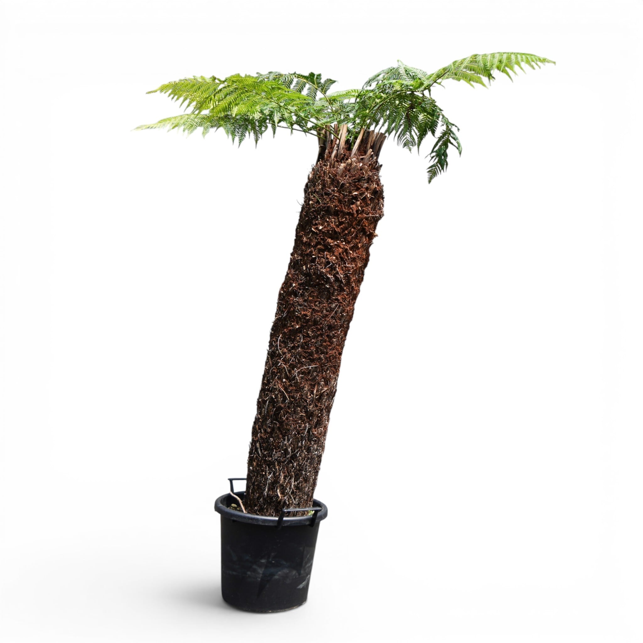 Dicksonia antarctica ディクソニア アンタルクティカ 11 木性シダ 全高164cm