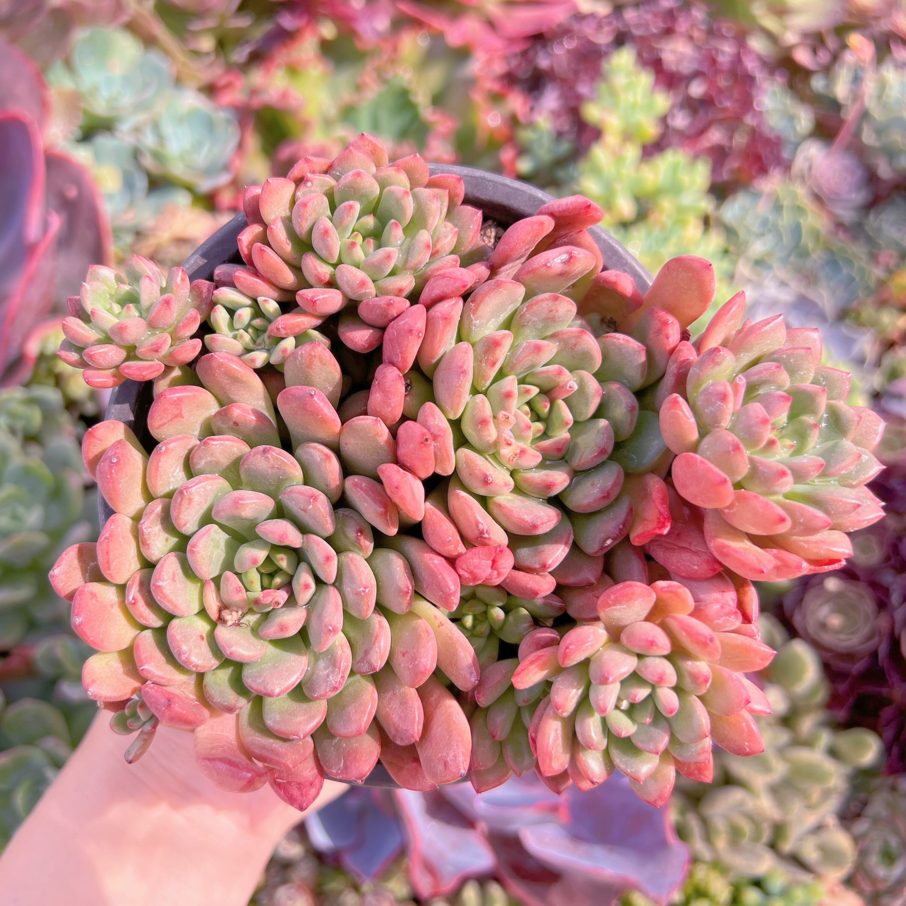 現品 ピンクルルビー#K510 大群生 美苗 るる農園 | るる農園~多肉植物専門