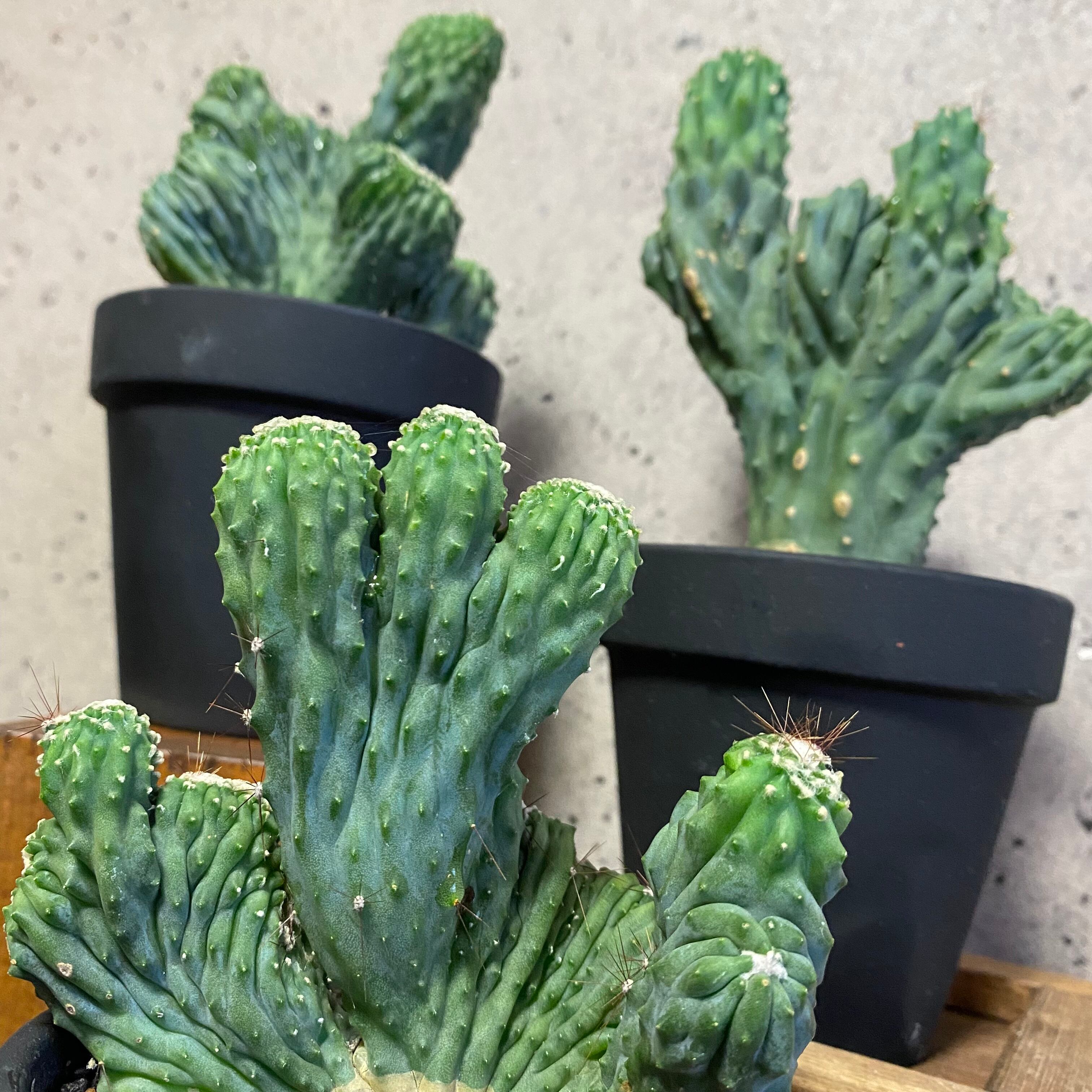 ラストです サボテン 竜神木 綴化 1鉢 Planet Plants プラネットプランツ ラストです サボテン 竜神木 綴化 1鉢 Planet Plants プラネットプランツ