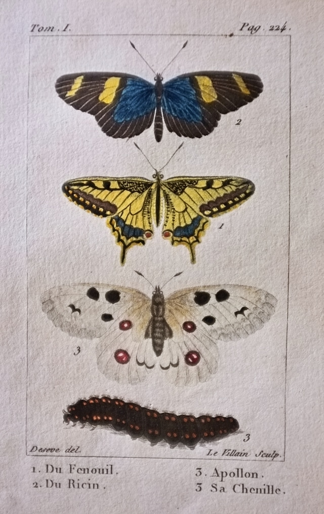 1780s フランス ビュフォン伯爵による蛾と幼虫の博物画e Buffon アンティーク