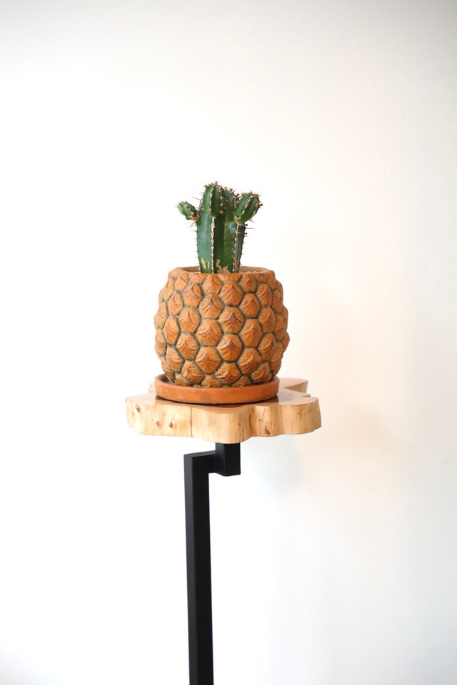 【S】大正キリン/Euphorbia　※陶器鉢付き