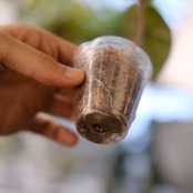 アロカシア ピンク セレンディピティ⑤ / Alocasia Pink Serendipity / 観葉植物<育て方・花言葉>