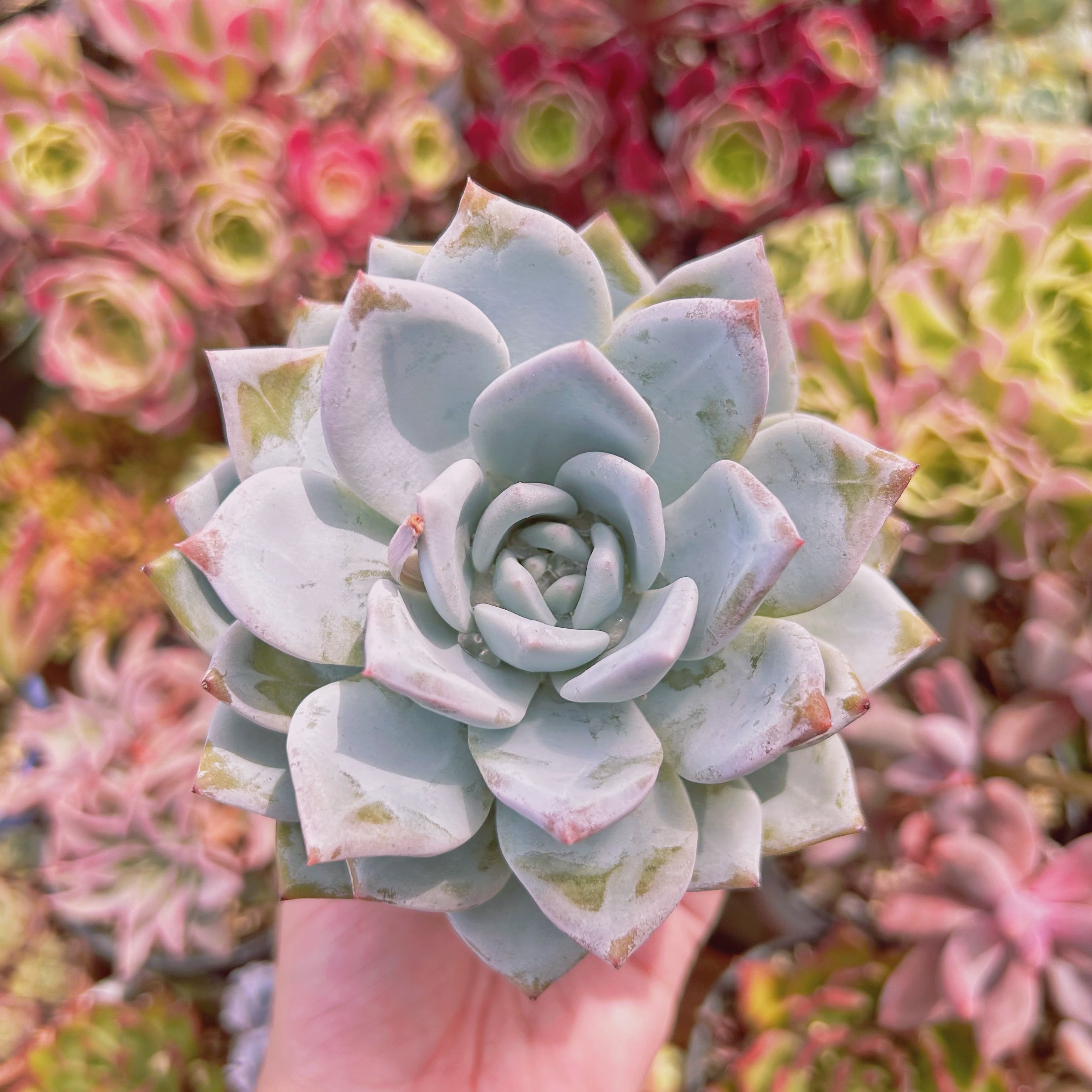 #618現物　多肉植物　ピンクモンロー　特大　抜き苗