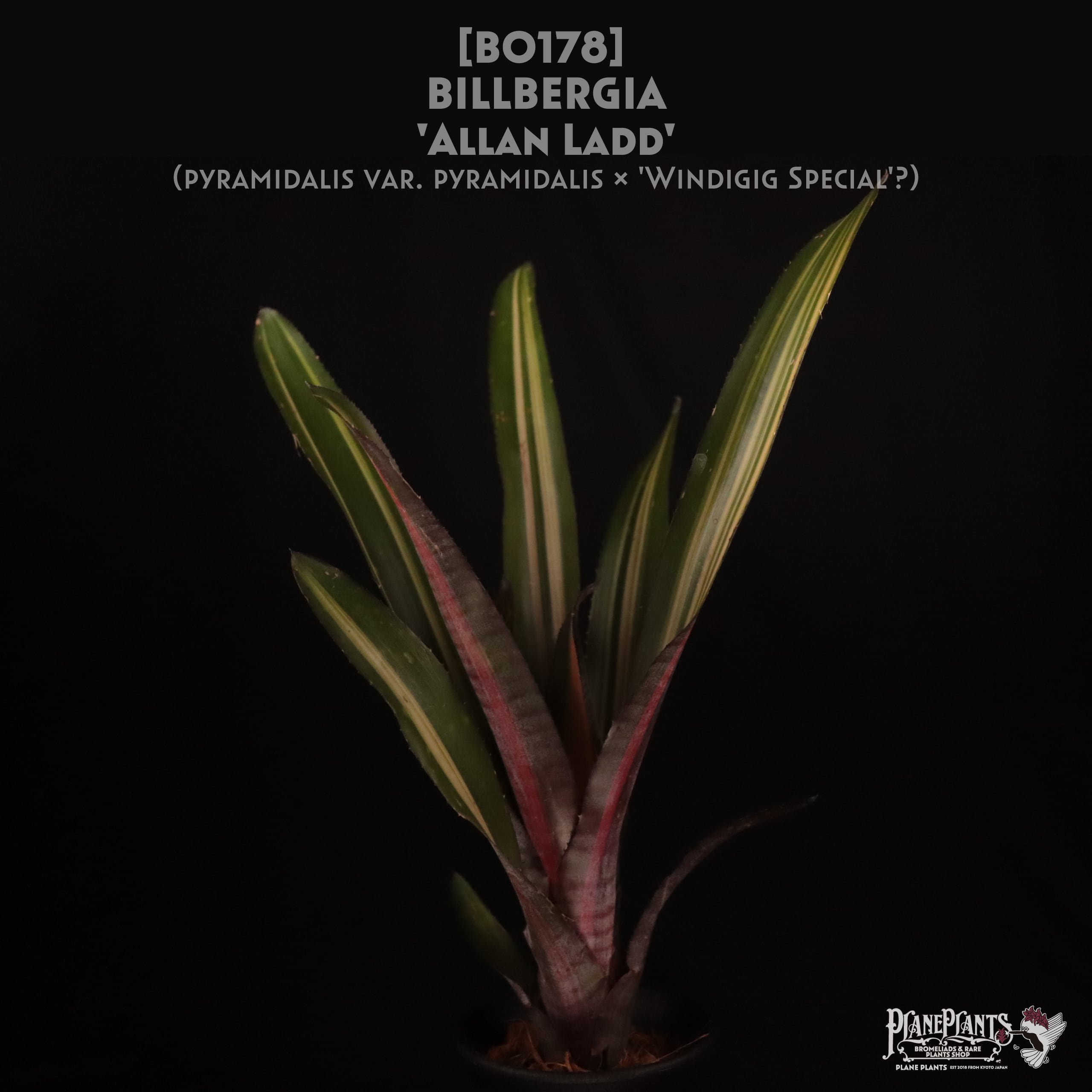 送料無料　billbergia novena ビルベルギア　ノベナ billbergia novena ビルベルギア・ノベナ