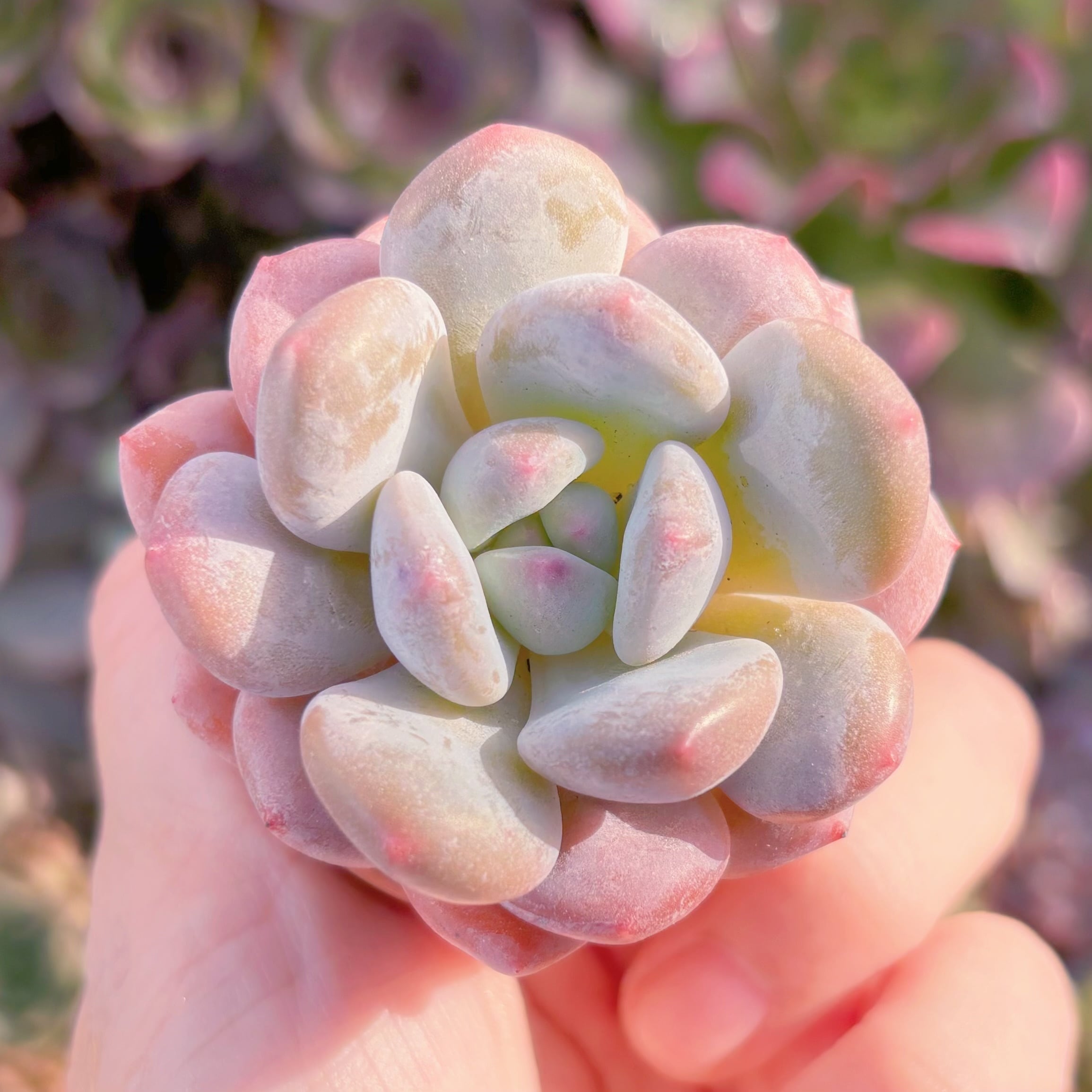 多肉植物 達磨香水 新入荷 るる農園 | るる農園~多肉植物専門
