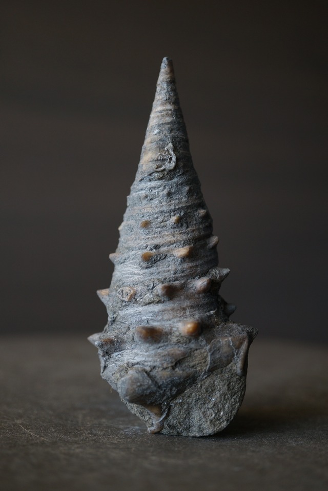 岡山県産ビカリア化石 Vicarya yokoyamai 1813