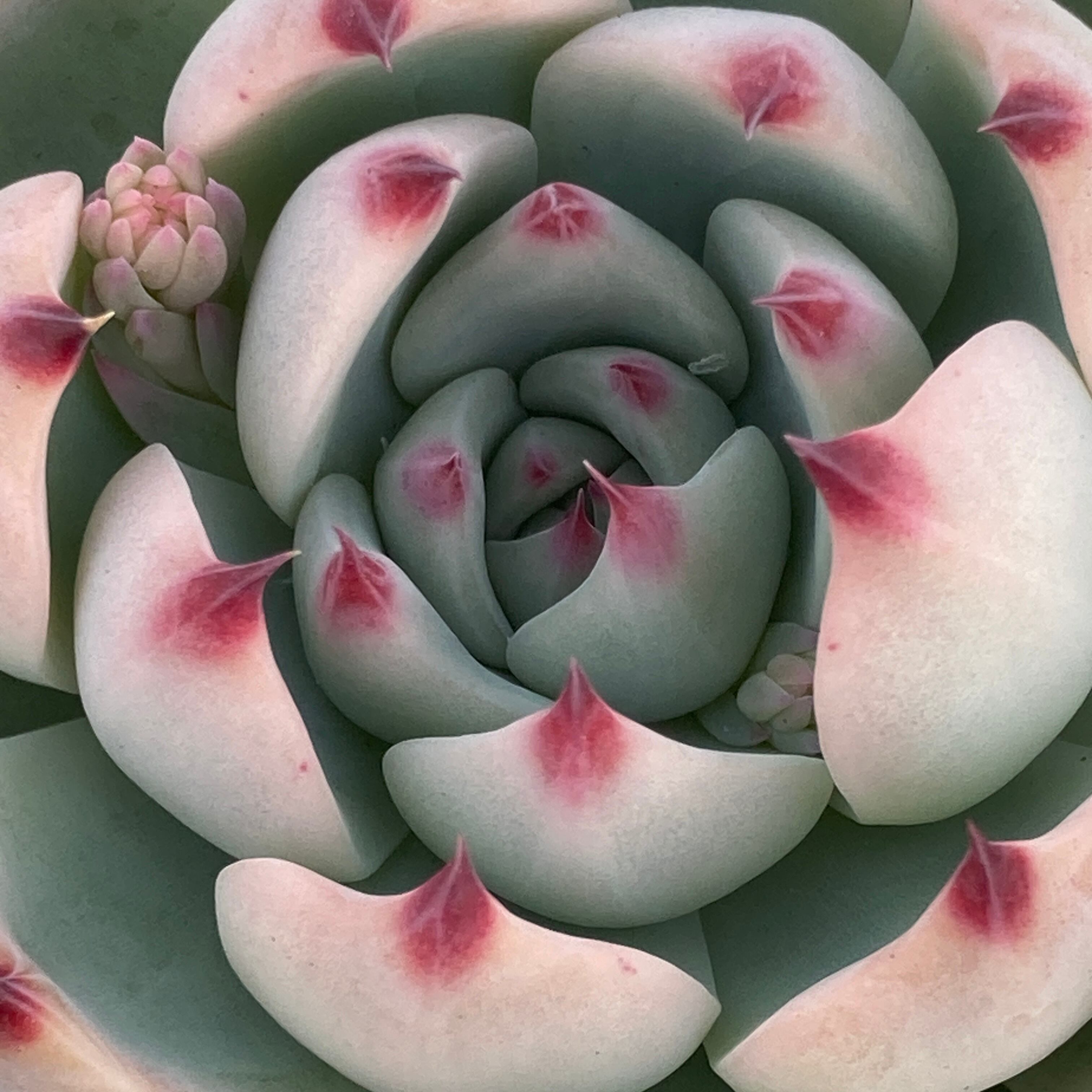 現物商品】桃太郎 | 多肉植物研究所