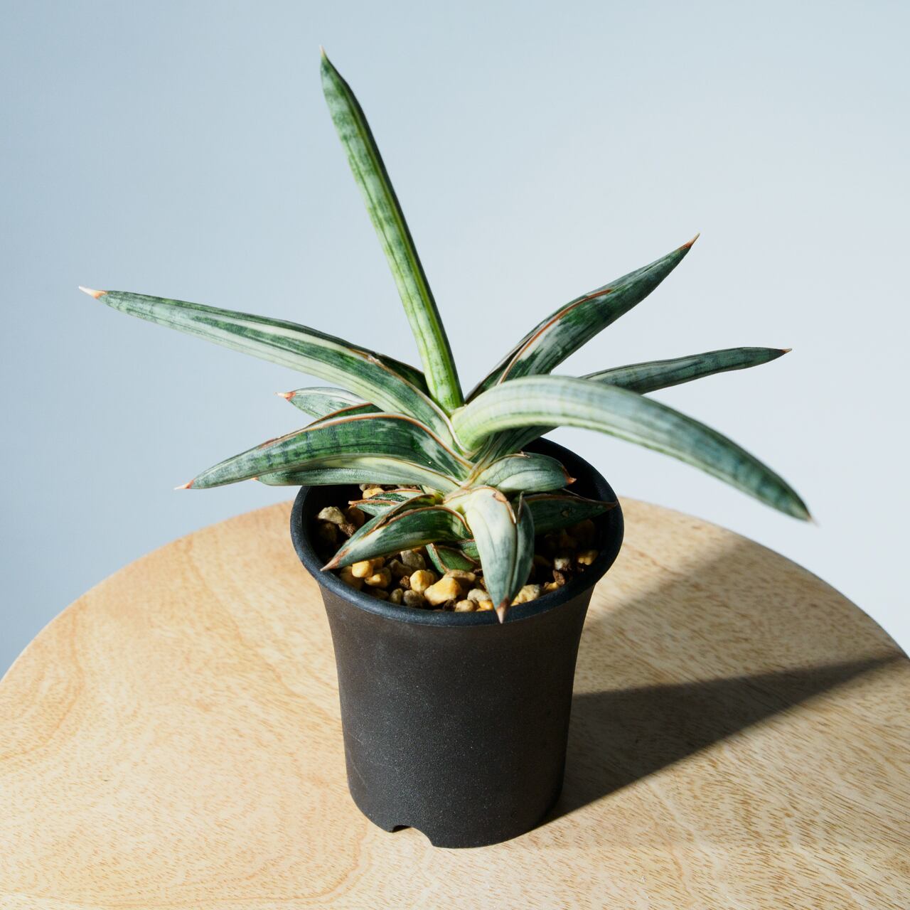 サンセベリア 'ブルークローン' ホワイトバリエガータ 3号鉢