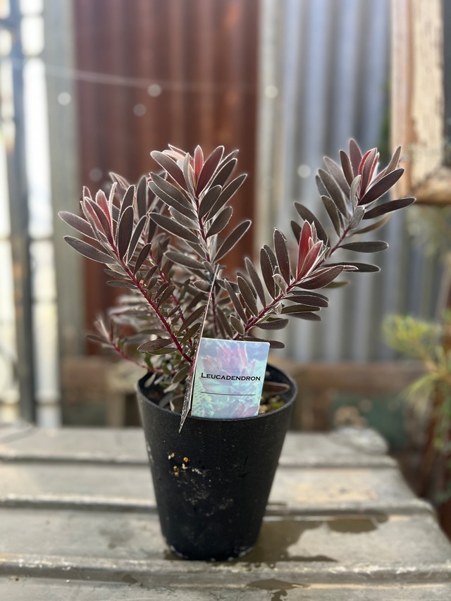 リューカデンドロン　デュリフ⑤