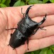 【新成虫】福島県南会津郡南会津町産オオクワガタペアF1個体（♂73mm） #7446
