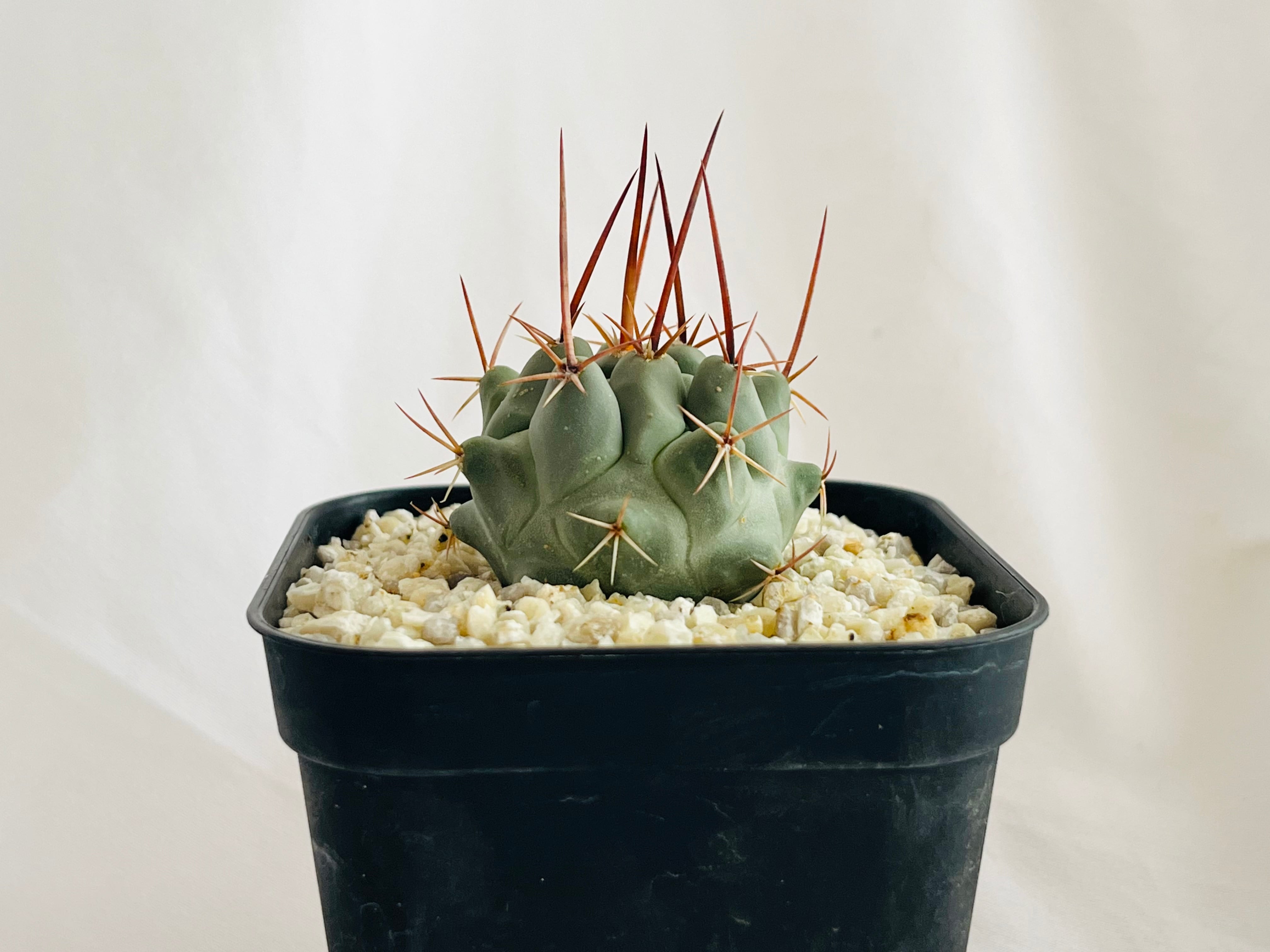 Thelocactus nidulans　テロカクタス　鶴巣丸 　サボテン | plants MARU ー 多肉植物・サボテン・園芸グッズのお店 ー  powered by BASE