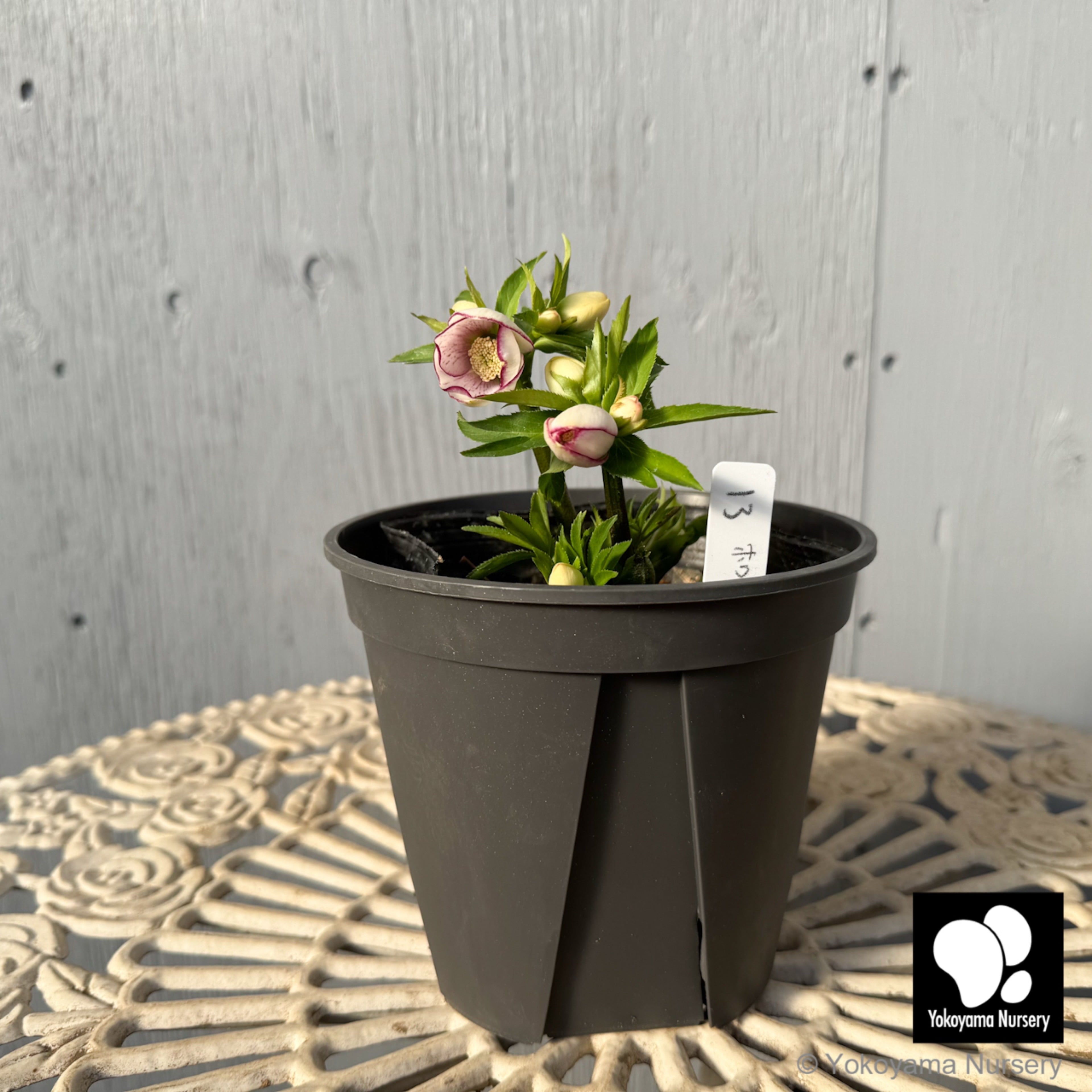 抽選販売】［13］ クリスマスローズ プチドール ホワイト ピコティー