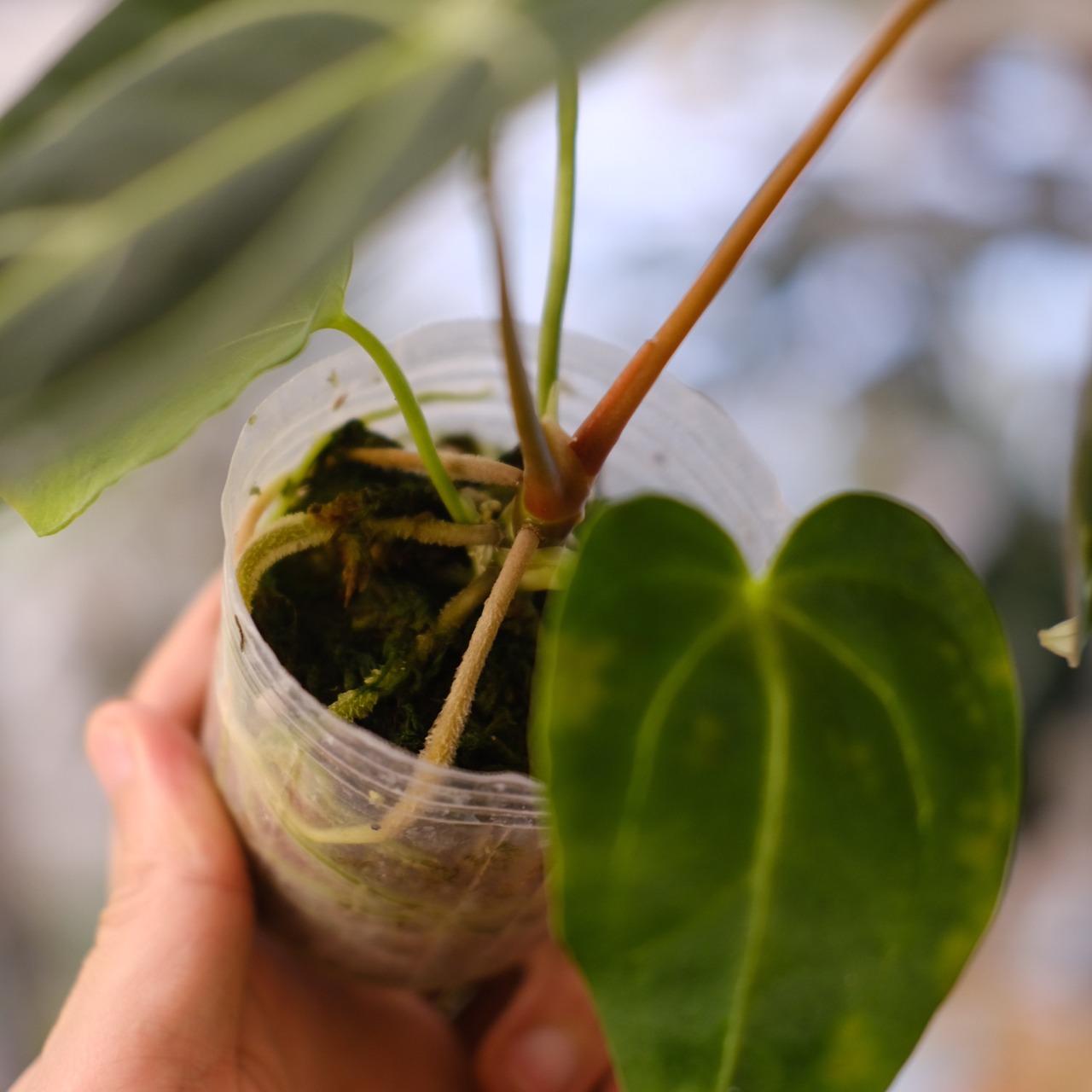 アンスリウム・レガレ / Anthurium Regale⑪│観葉植物