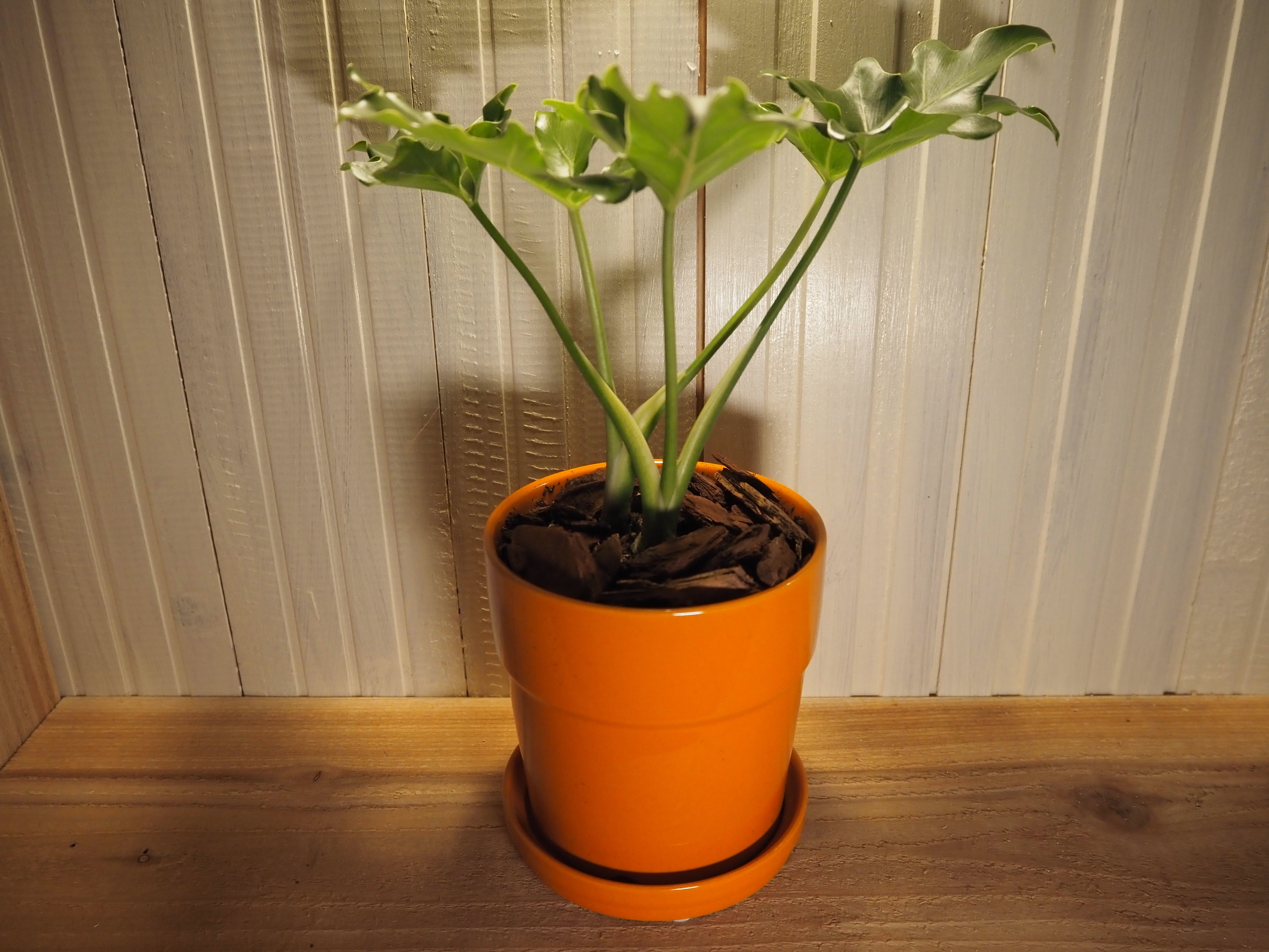 ☆シンビジューム☆エンゼルナースユキ’フユノソナタ’☆アーチ型☆陶器7号鉢☆4F シンビジウム 『冬のソナタ』 4F（アーチ） 商品詳細 胡蝶蘭【グリーン