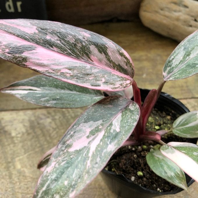 トータム フィロデンドロン 細葉 切れ込み 観葉植物 | 植物の店ベリー