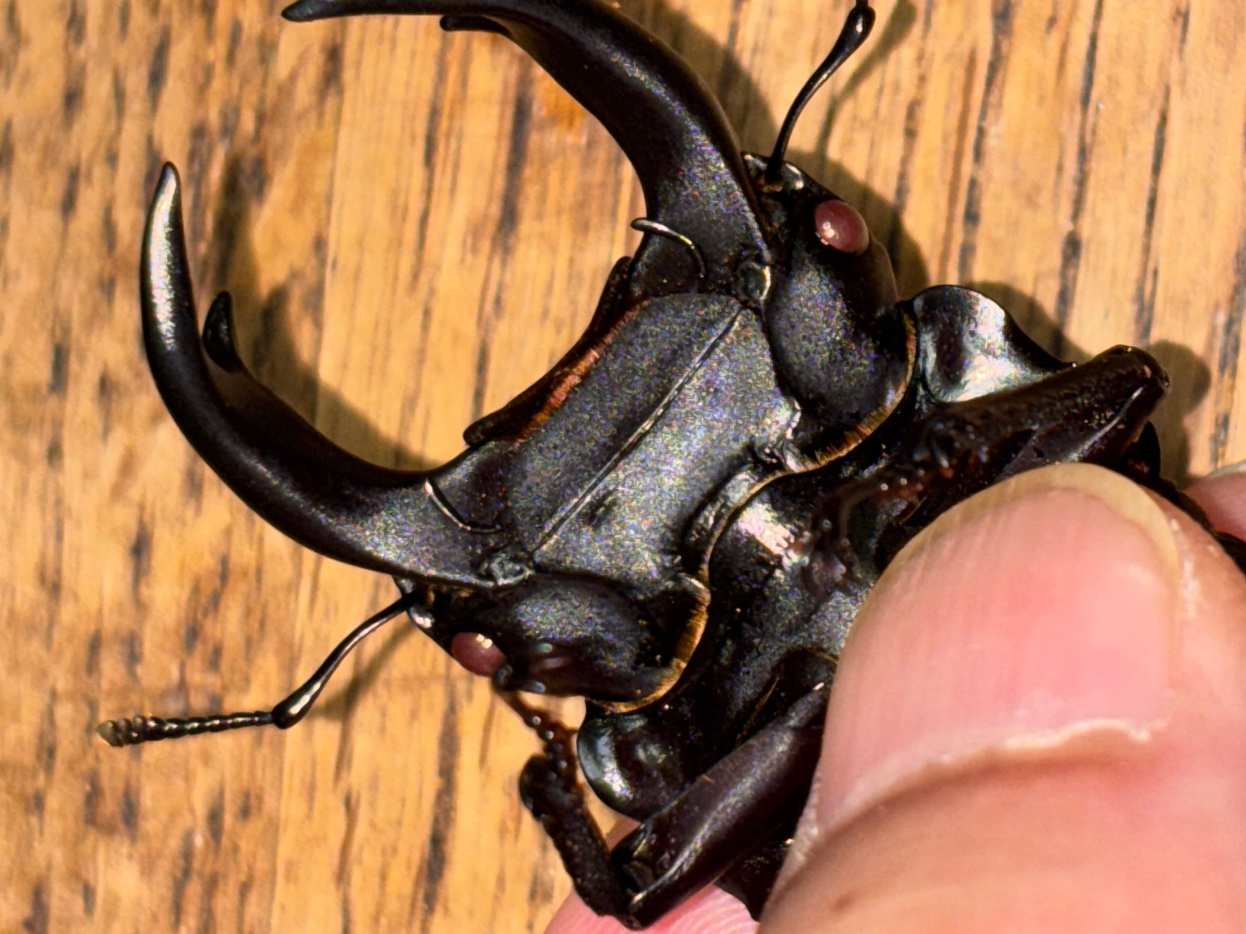 国産オオクワガタ 能勢YG ペア ♂81.1mm ♀51.5mm