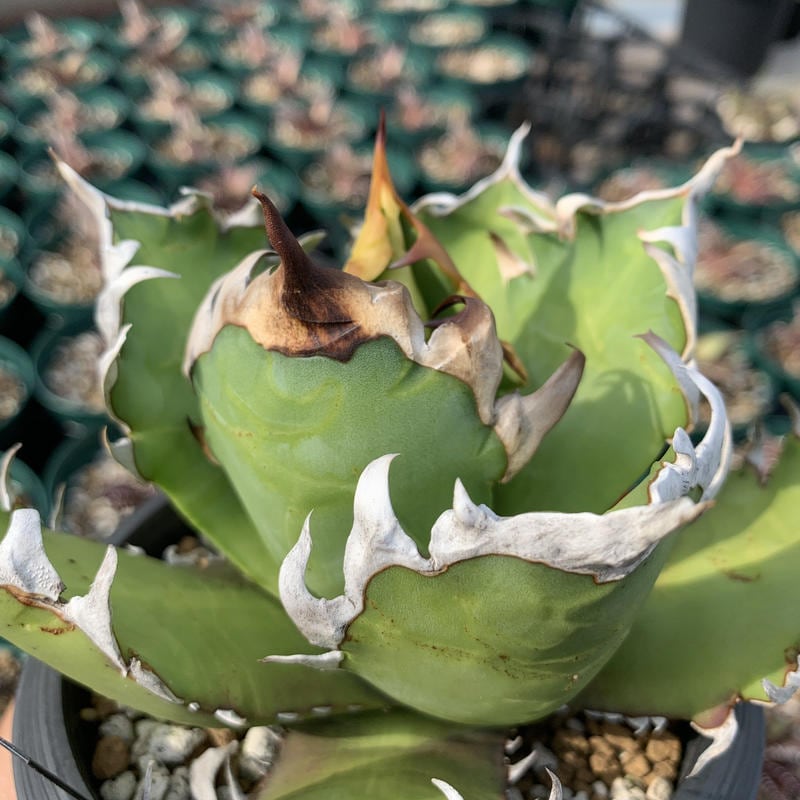 アガベ Kari アガベ チタノタ ブラックアンドブルー Agave titanota black and