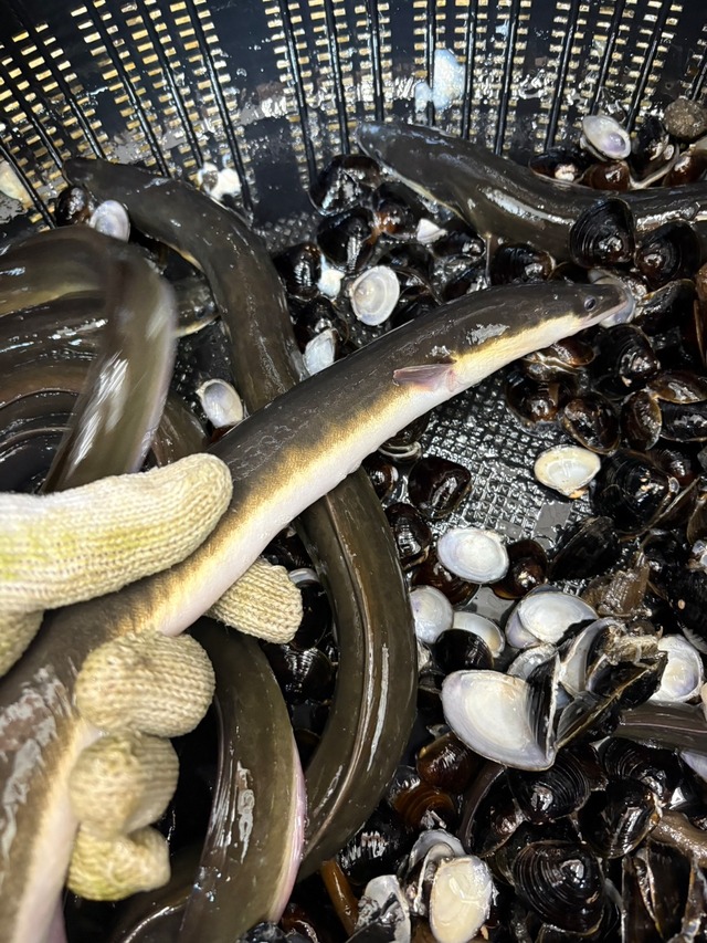 【数量限定】ハマグリ漁場で育った 伊勢湾天然海ウナギ（生開き加工可）Sサイズ