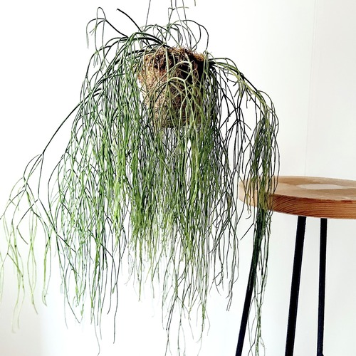 リプサリス ロングサイズ 観葉植物 calm cafe