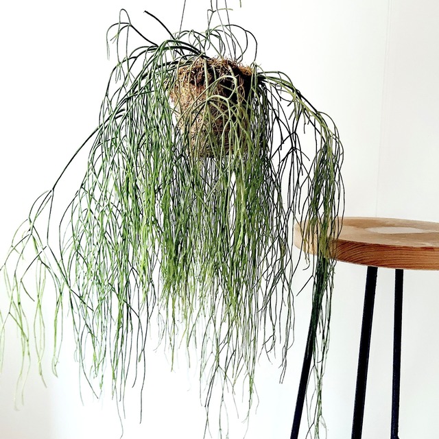 デンファレ 板付洋ラン 観葉植物 calm cafe