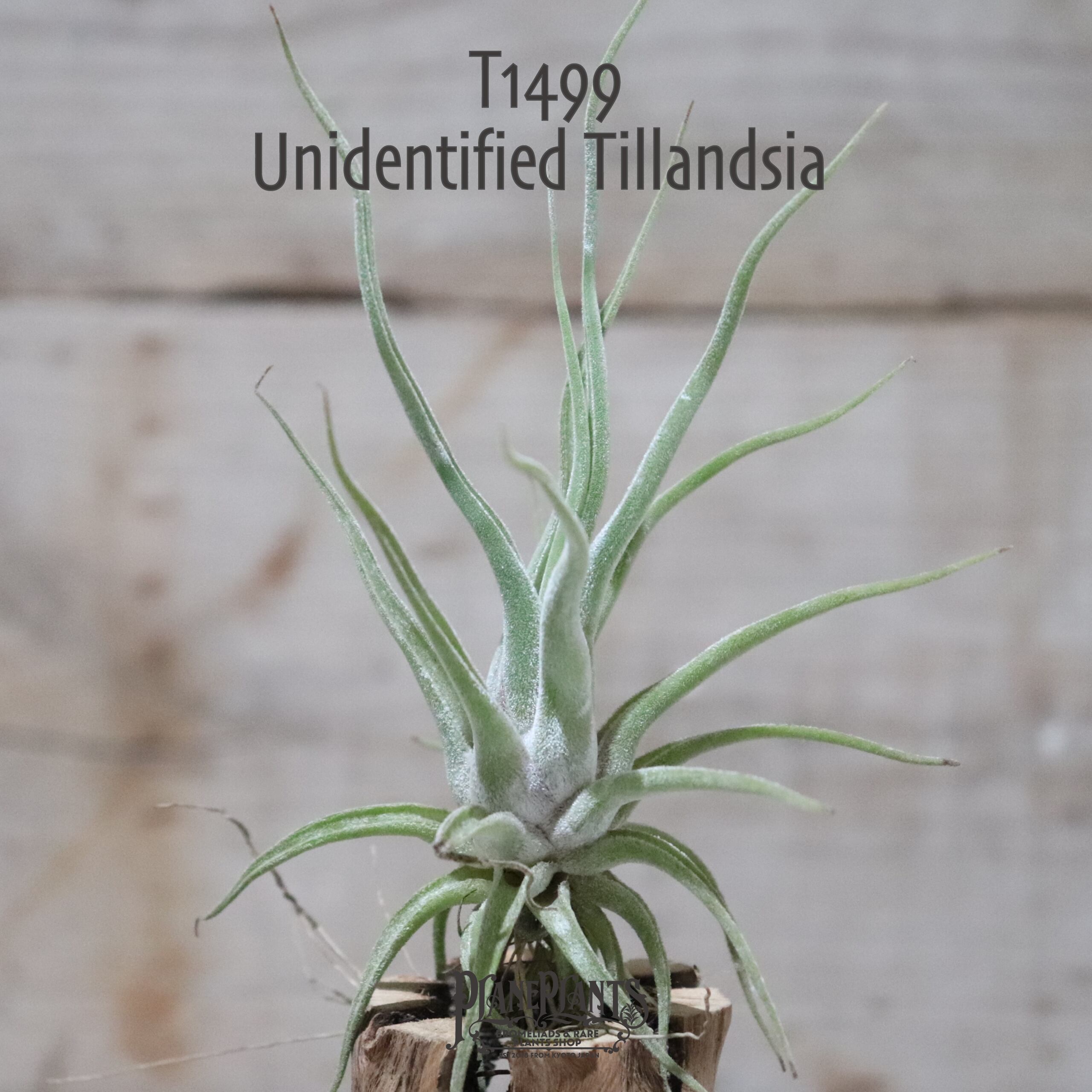 【送料無料】Unidentified〔エアプランツ〕現品発送T1499
