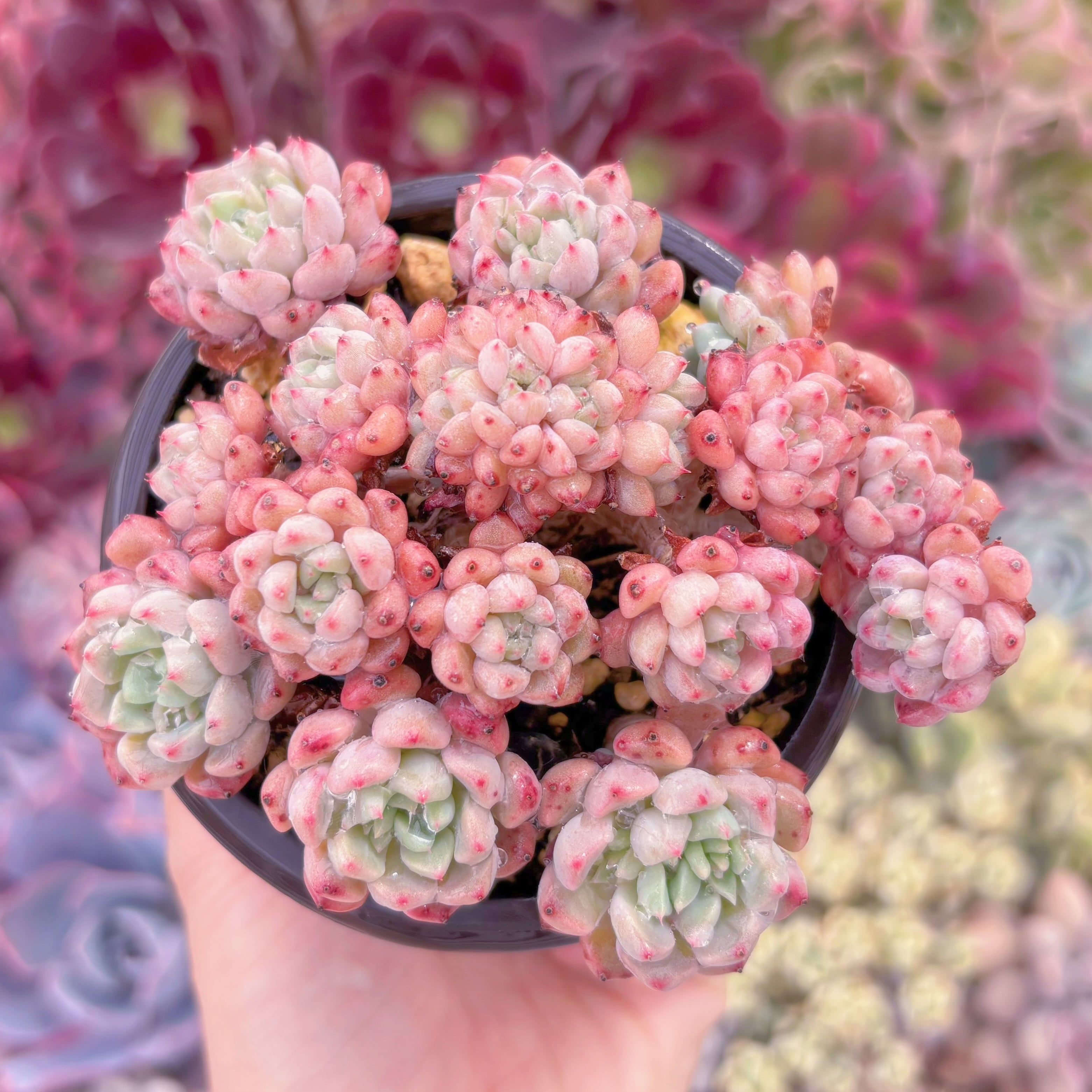 現品　スノーピーチ#886　るる農園