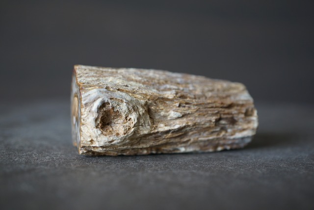 珪化木 ペトリファイドウッド Petrified Wood 1205~1210