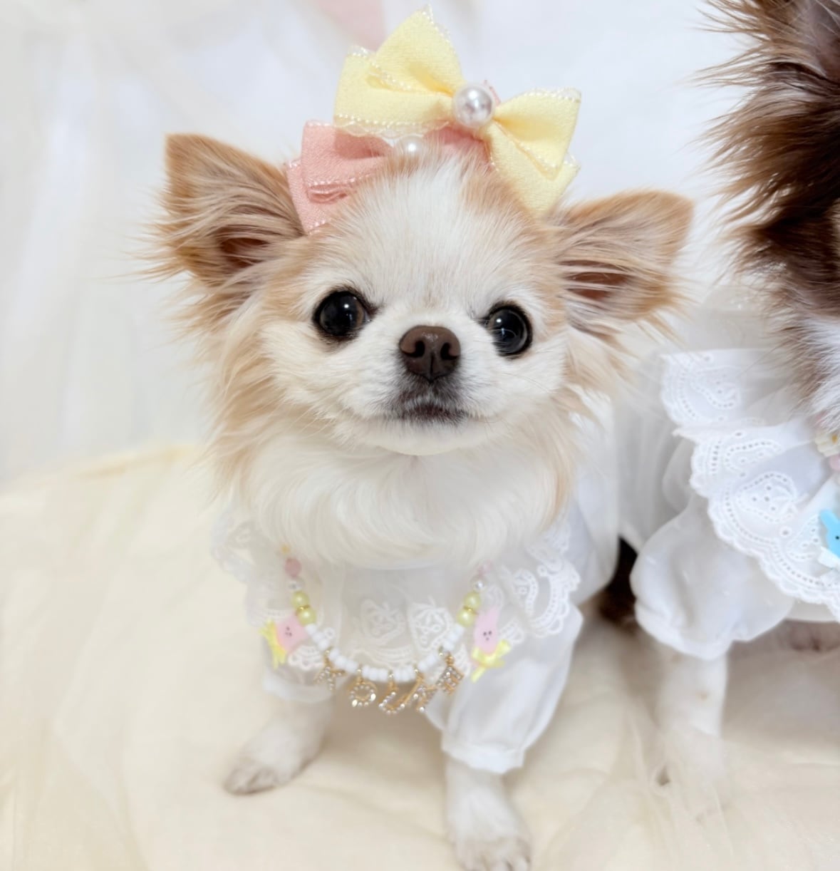 春色ダブルリボンヘアバンド（後ろ支え付き）