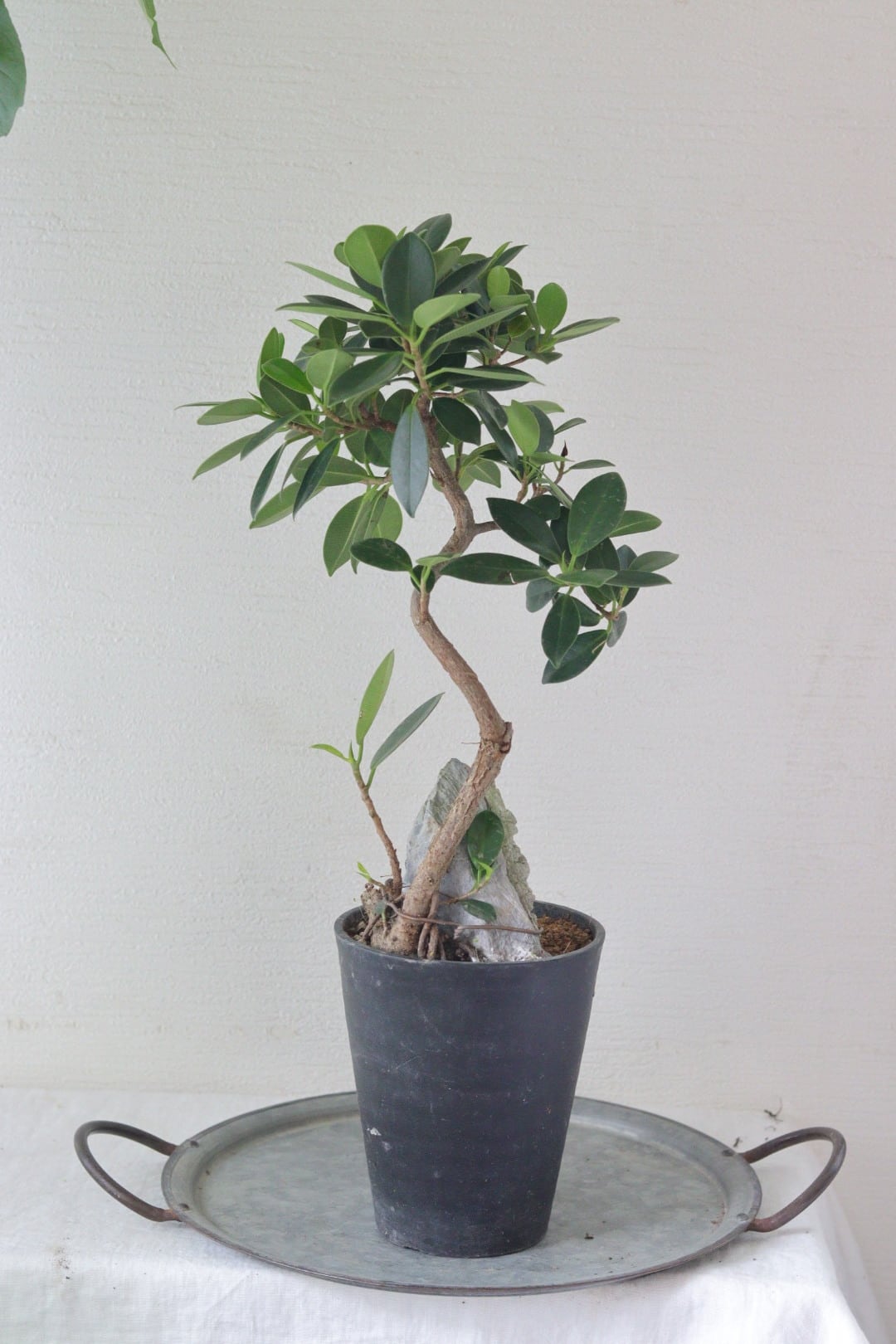 盆栽風♡野生的グリーン♡観葉植物♡ガジュマル | Total Plants Egret