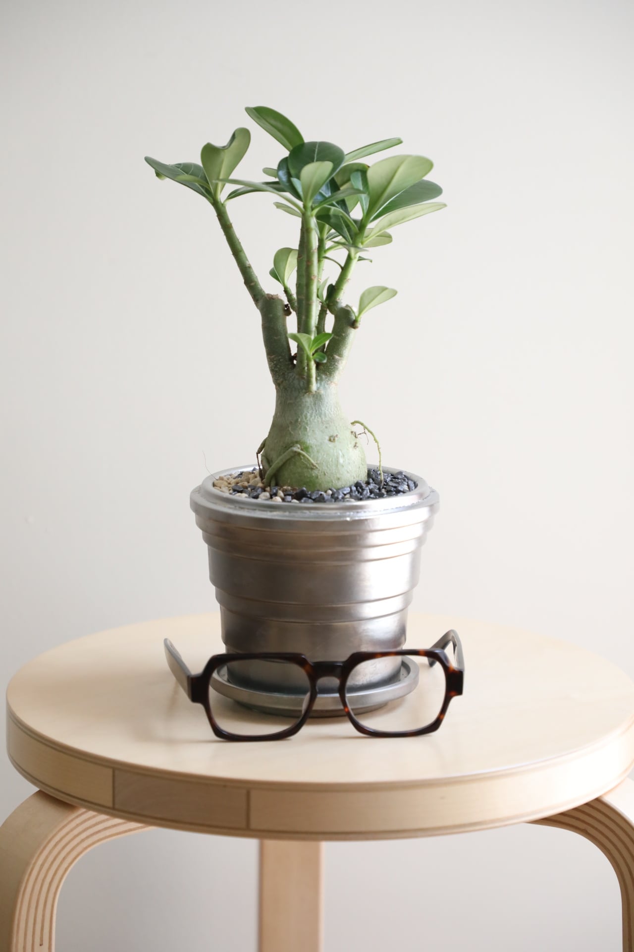 S】アデニウム アラビカム/Adenium arabicum | 【厳選植物・器】MIDORI