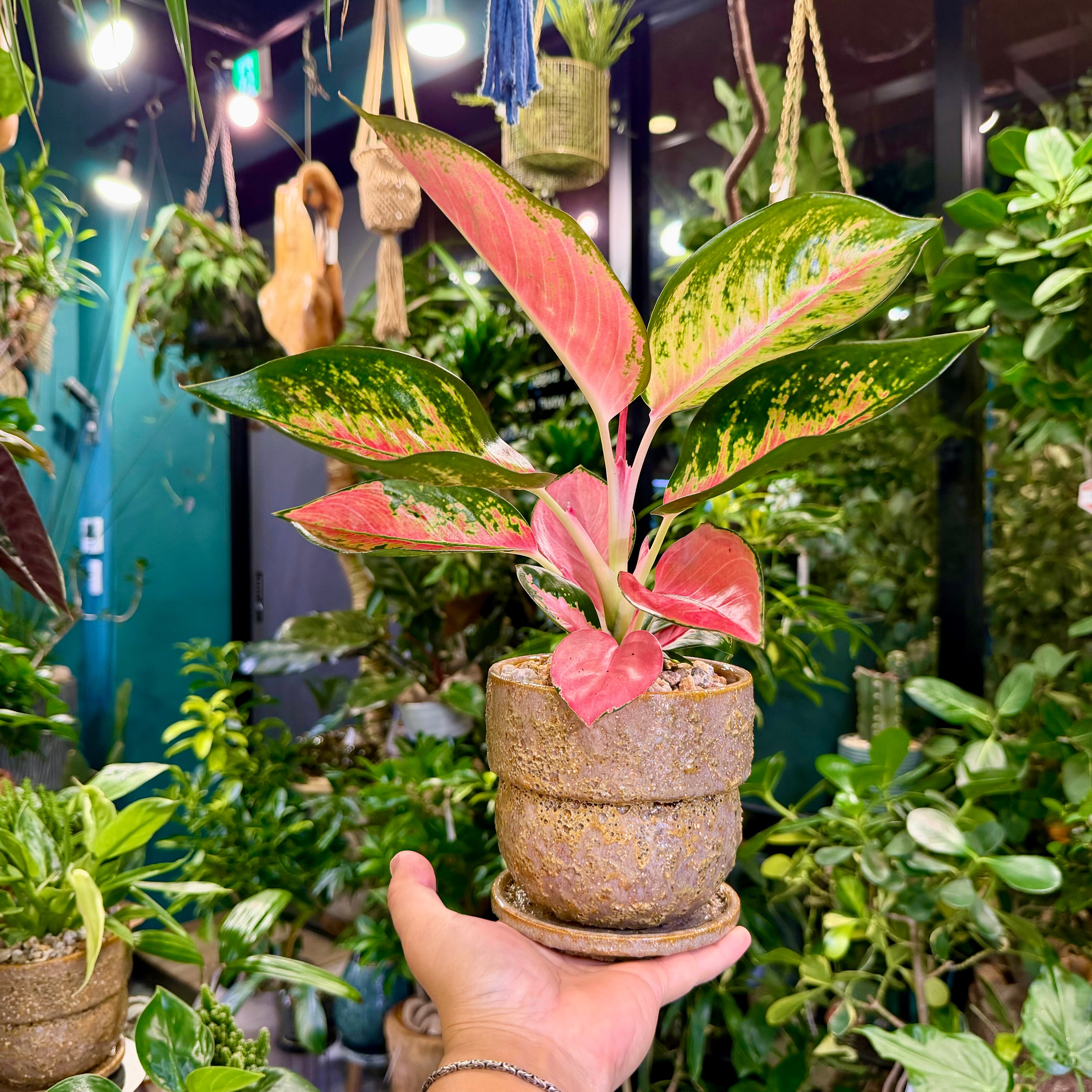 ☆レア☆  アグラオネマ チャイナレッド　観葉植物 アグラオネマ・チャイナレッド | 育て方・特徴・豆知識