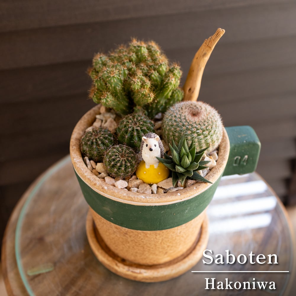 【期間限定出品】ハオルチア 「出藍」 H. 'Shutsuran'　多肉植物 期間限定出品！】ハオルチア 「出藍」 H. 'Shutsuran' 多肉植物