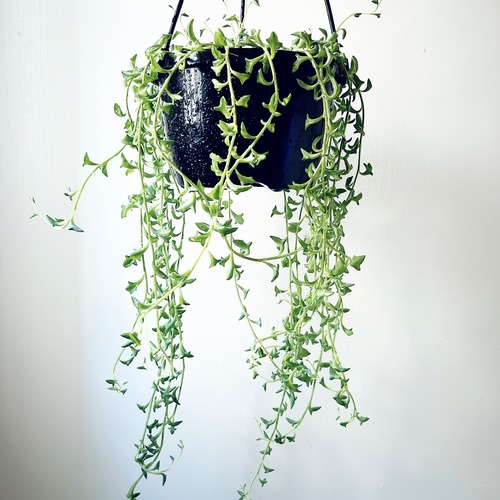 《人気》ドルフィンネックレス 多肉植物 ハンギング 観葉植物 calm cafe