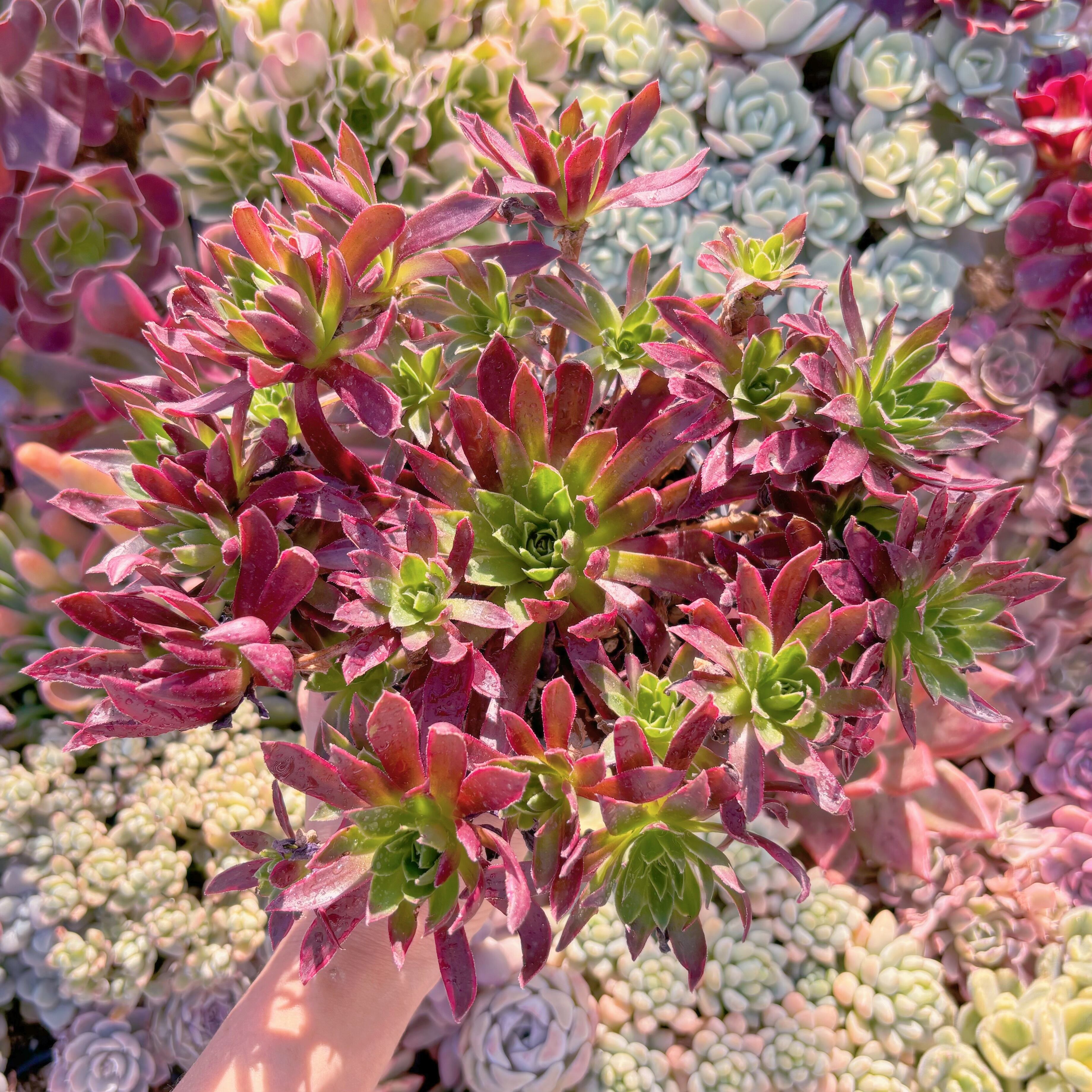 現品　鳳凰錦#268　特大群生　新入荷　るる農園