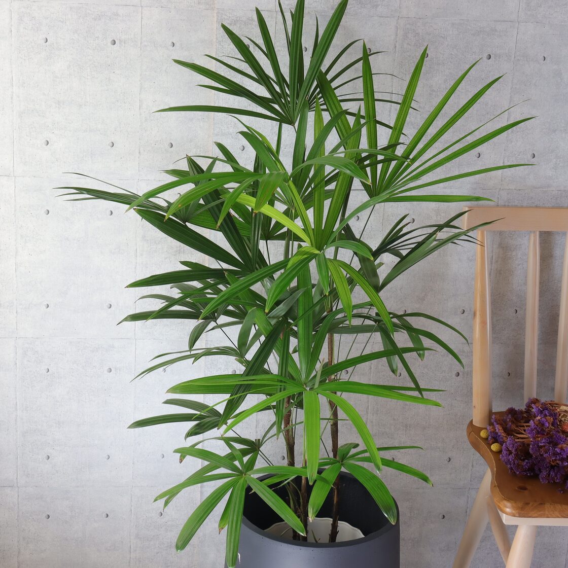 大人気】シュロチク カンノンチク 観音竹 ヤシの木 観葉植物 室内 大型 