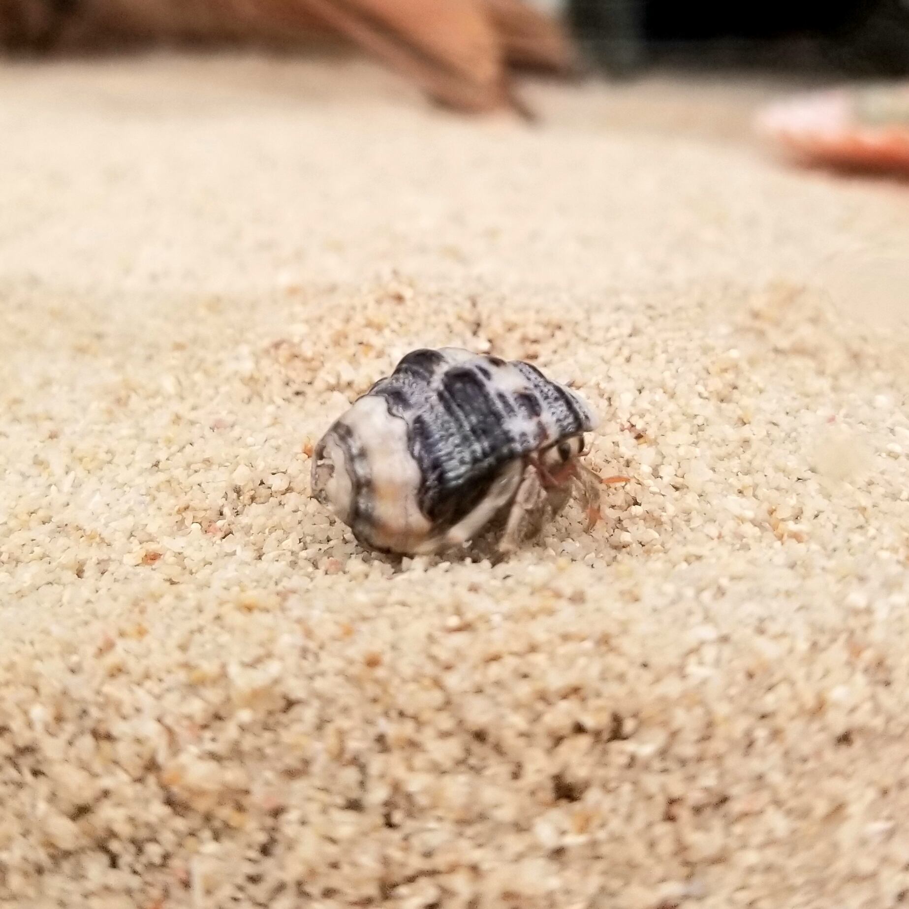 オカヤドカリ生体 Sサイズ 1匹 沖縄の砂