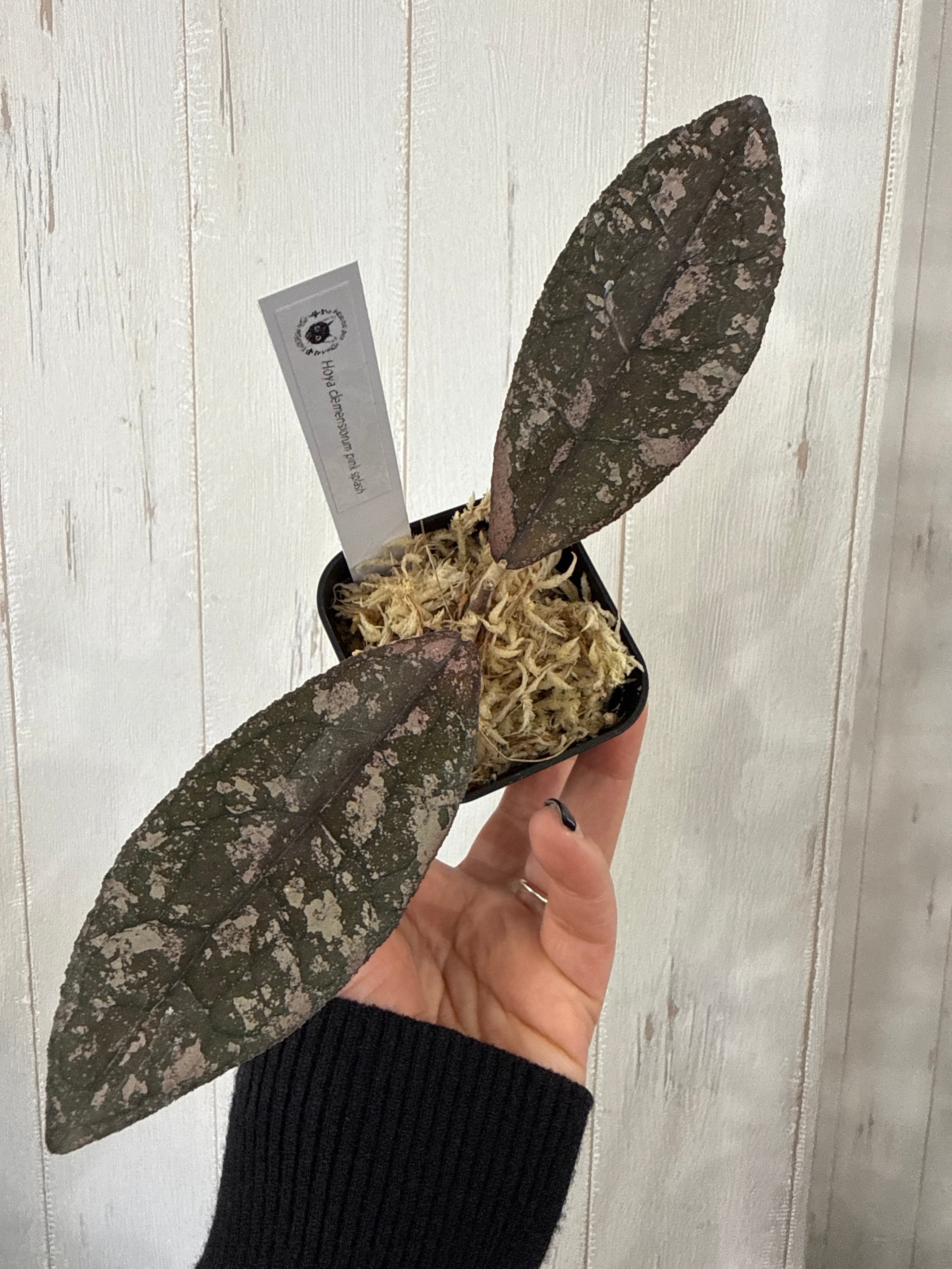 B フィロデンドロン キャラメルマーブル ファイヤータイガー