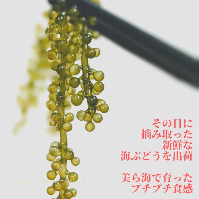 ★送料無料★【浦宜海ぶどう】100ｇ×1パック