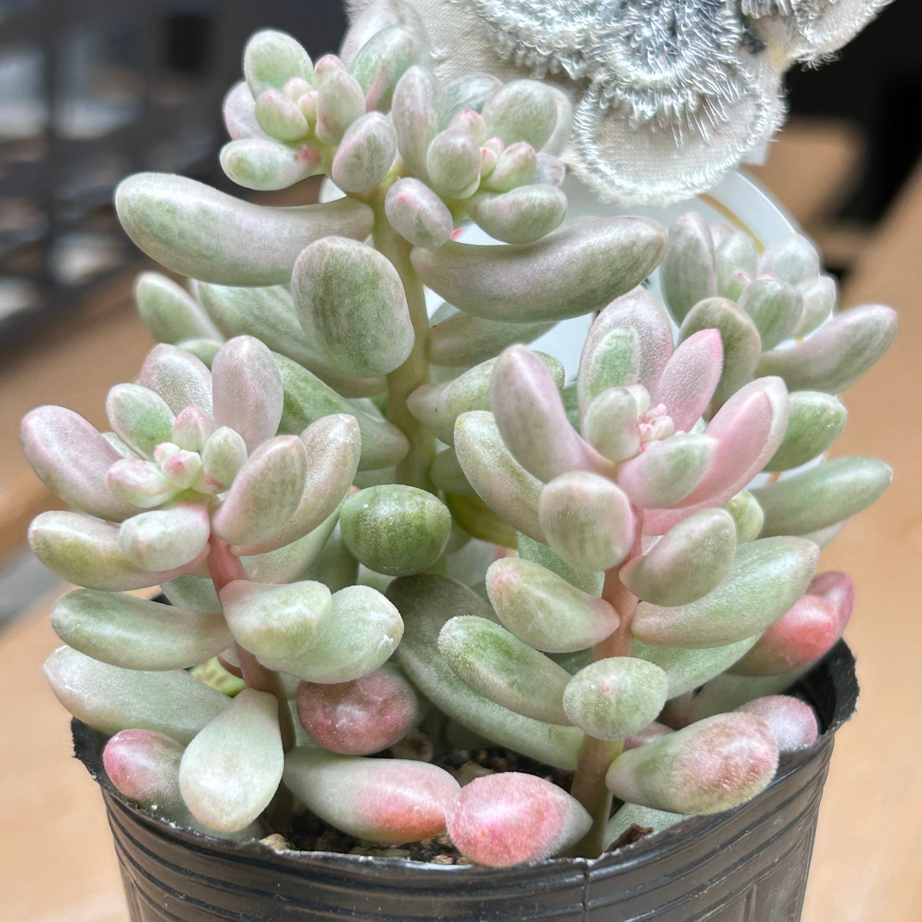 雫玉 | RuPo 多肉植物専門店