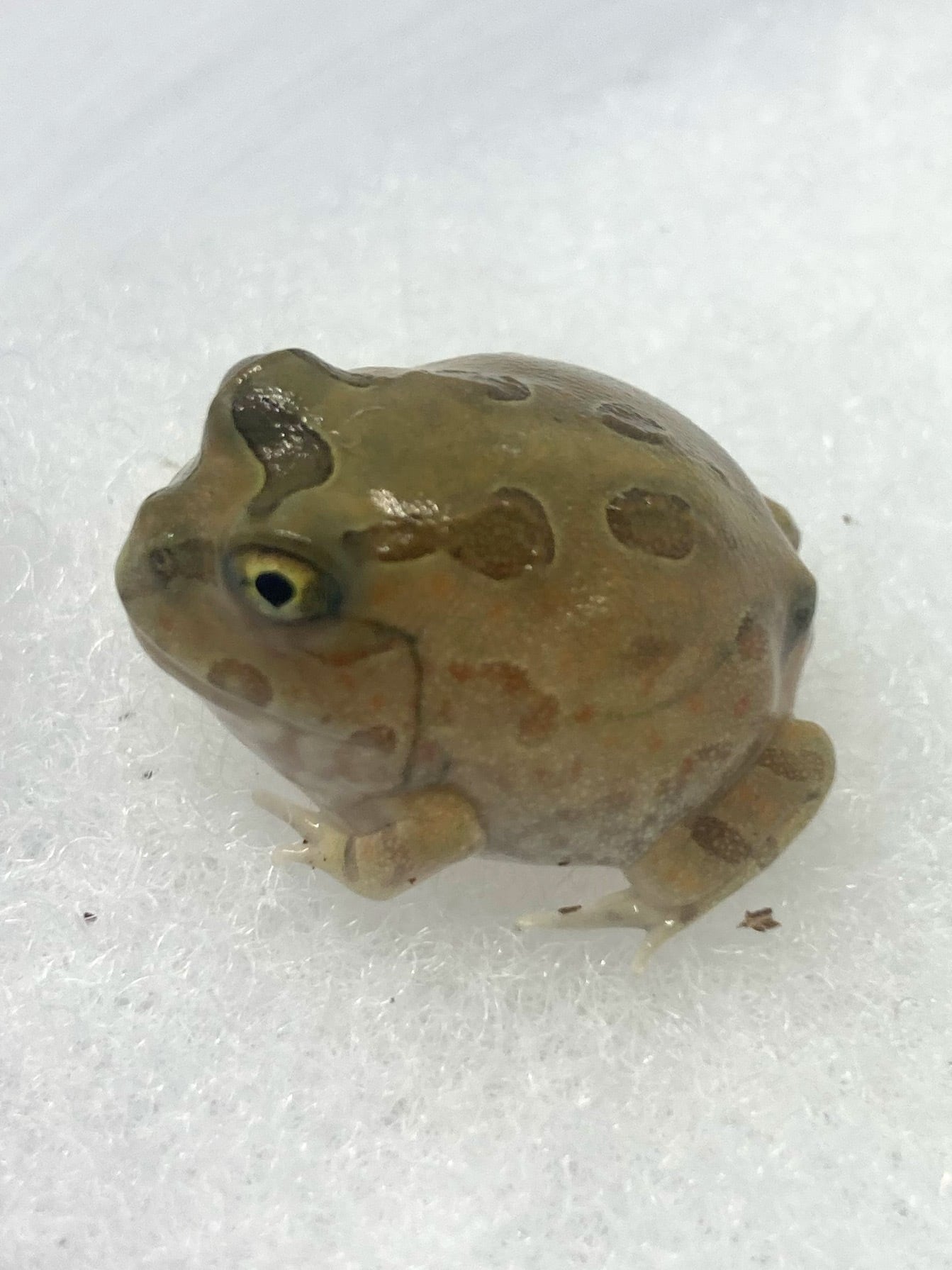 Pブリード ホオコケツノガエル ブラウン Pブリード ホオコケツノガエル 2匹 Pブリード ホオコケツノガエル